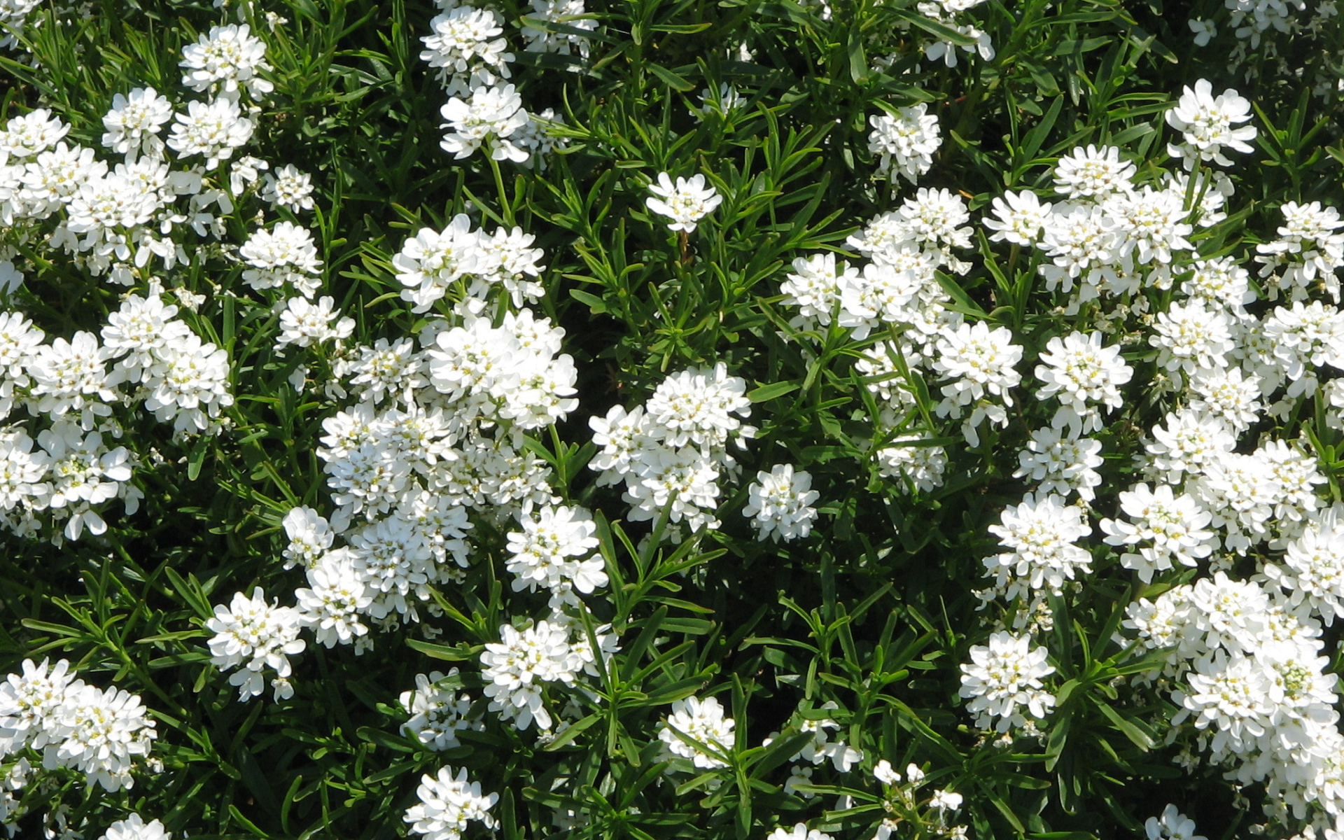 На поляне красивые цветы иберис