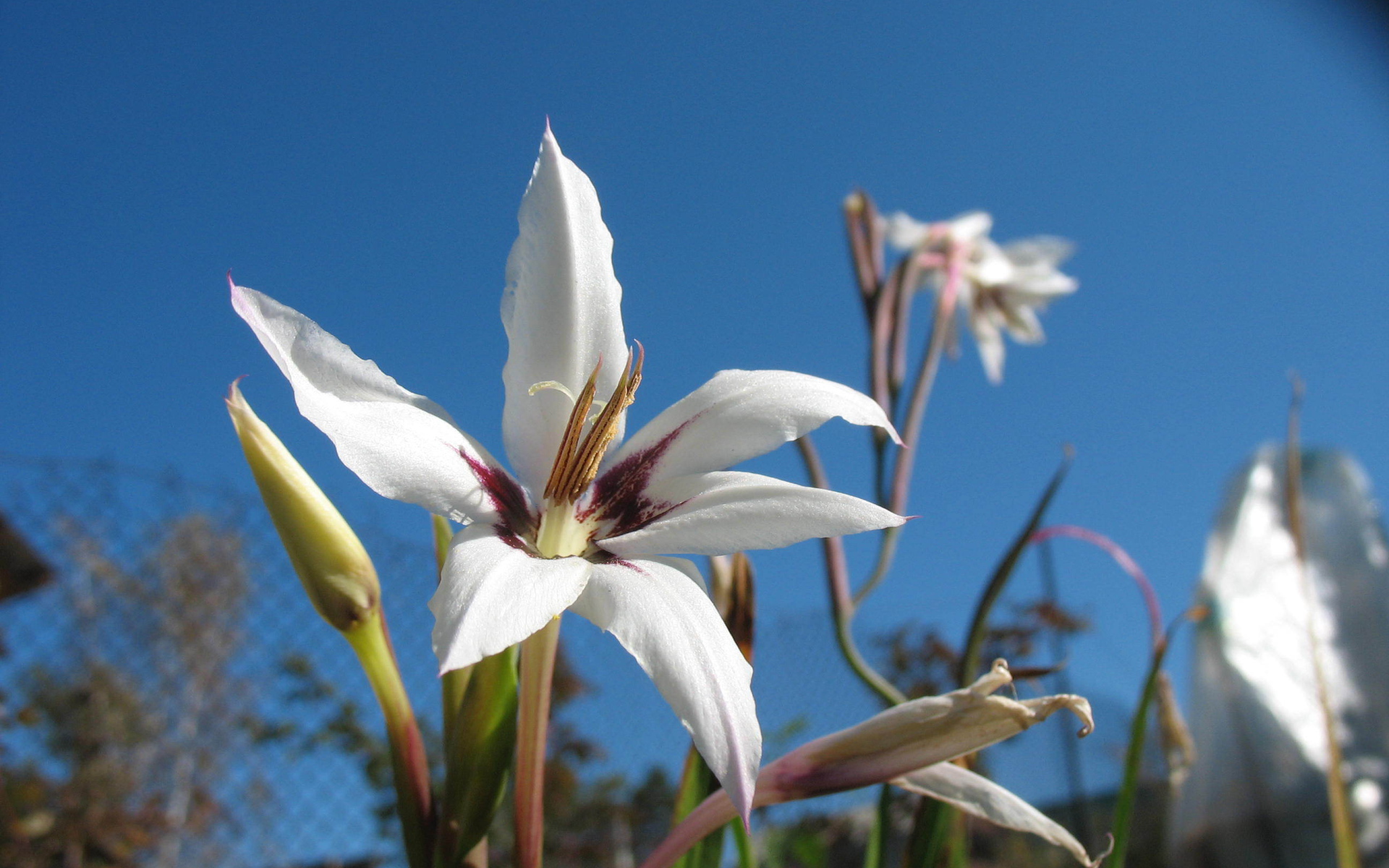 Красивые цветы ацидантера на поляне