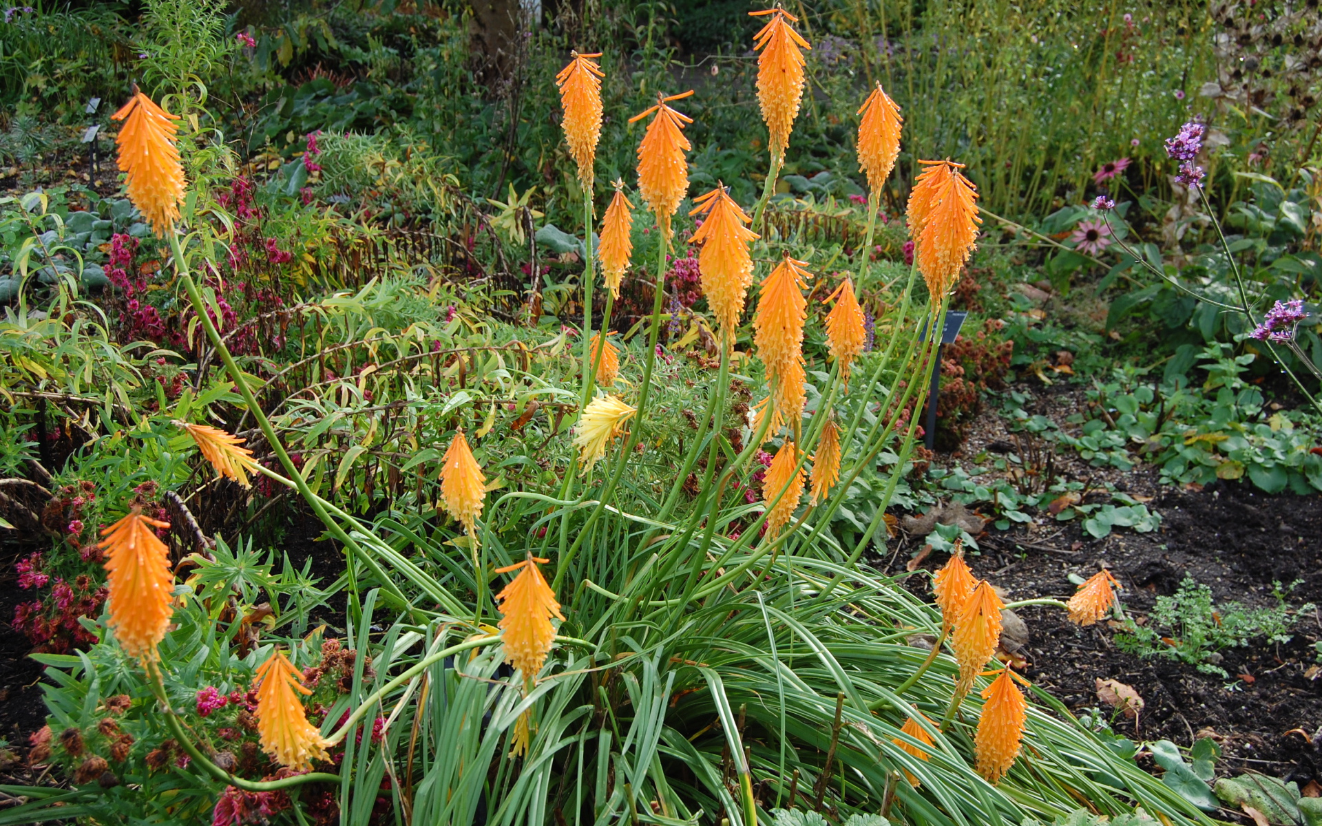 На поляне красивые цветы кникофия