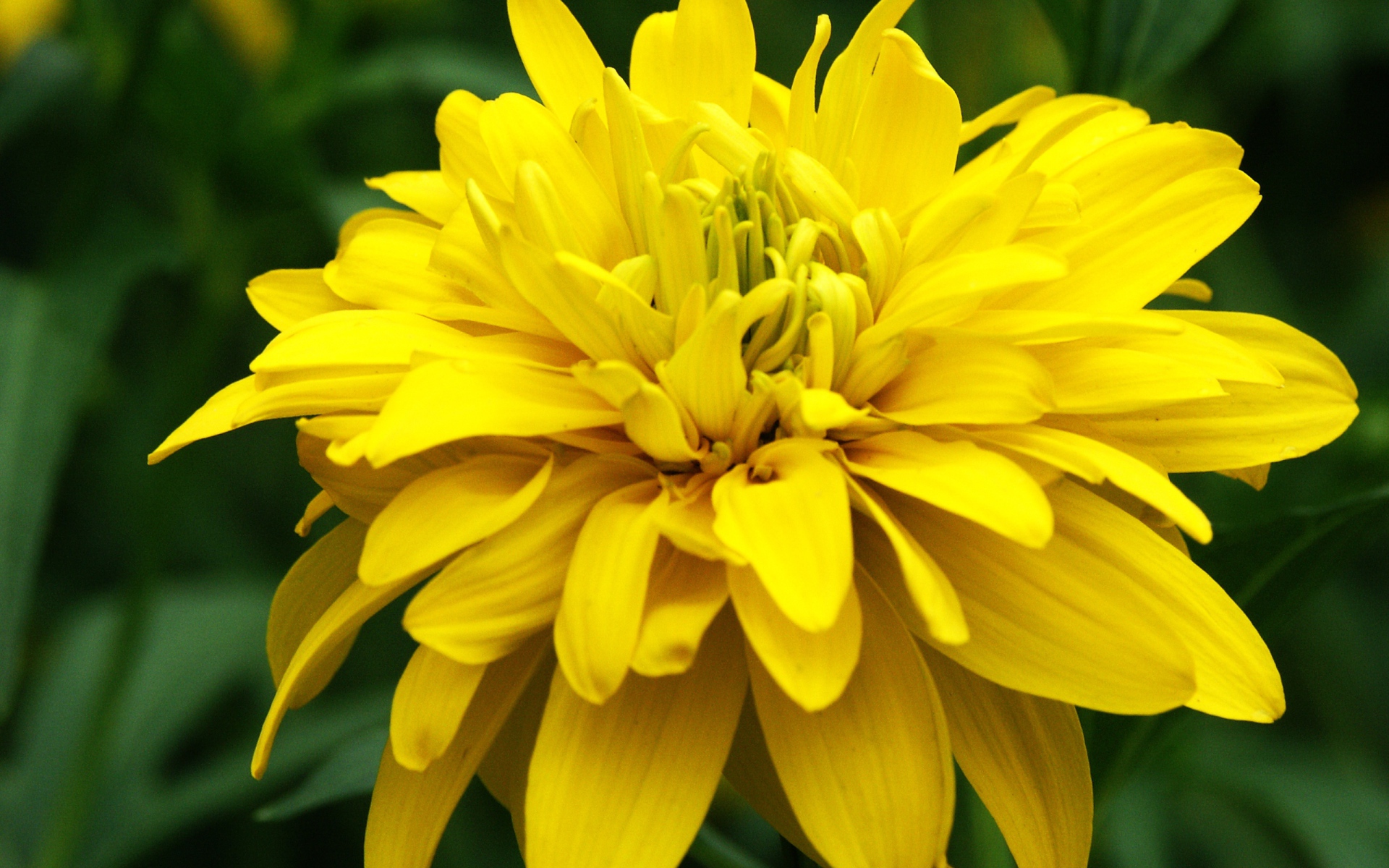 Красивые цветы рудбекия на поляне