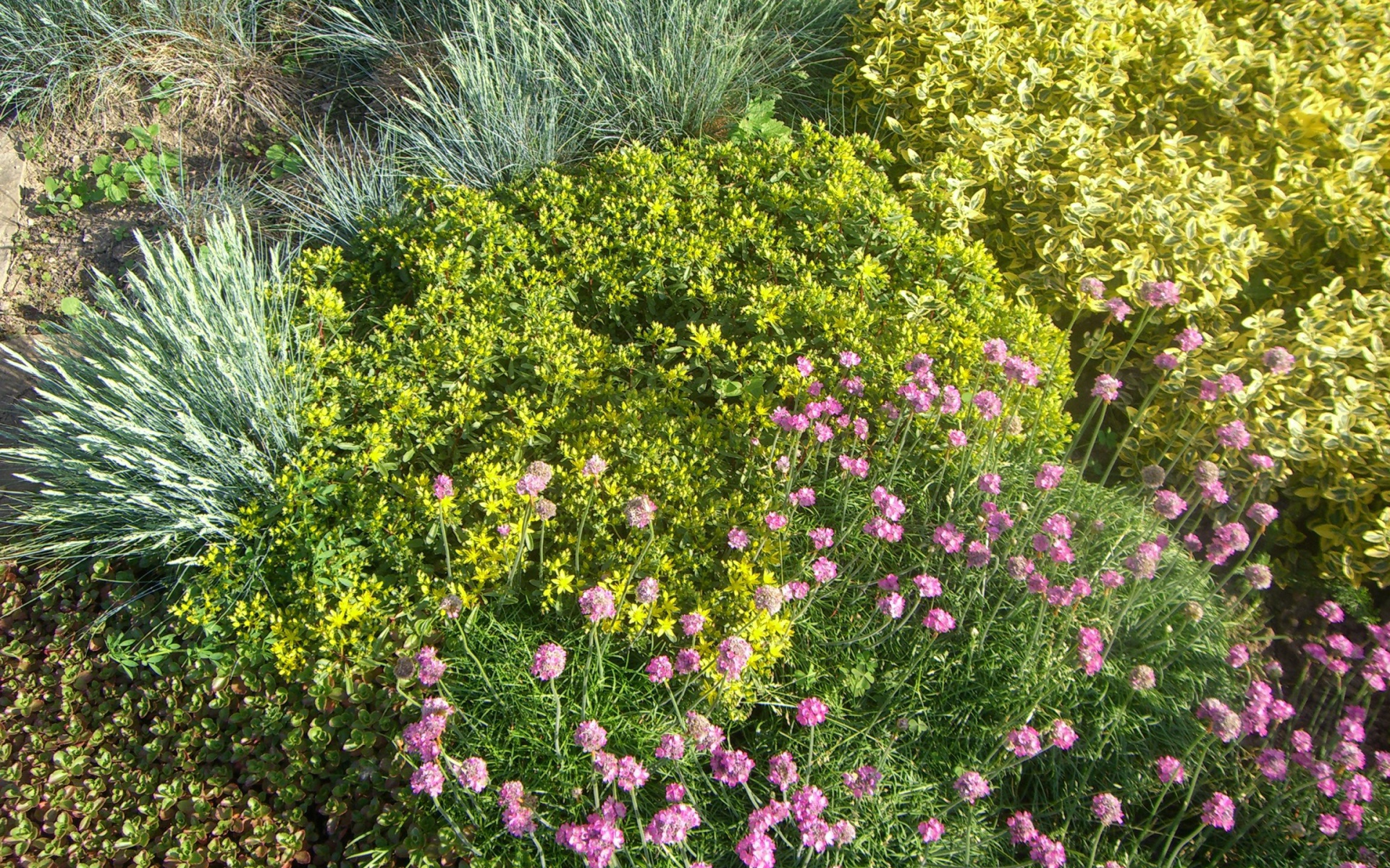 Красивые цветы армерия на поляне