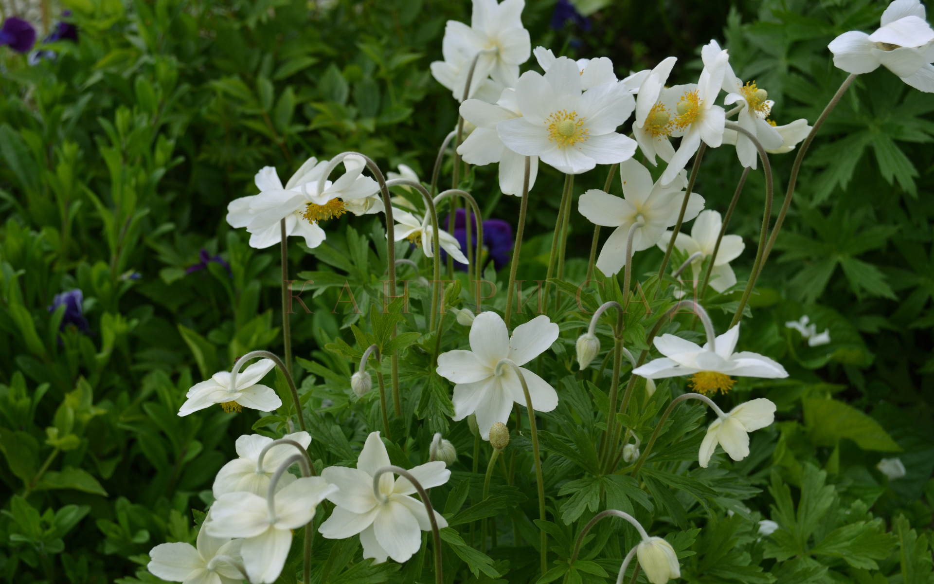 Красивые цветы анемона на поляне