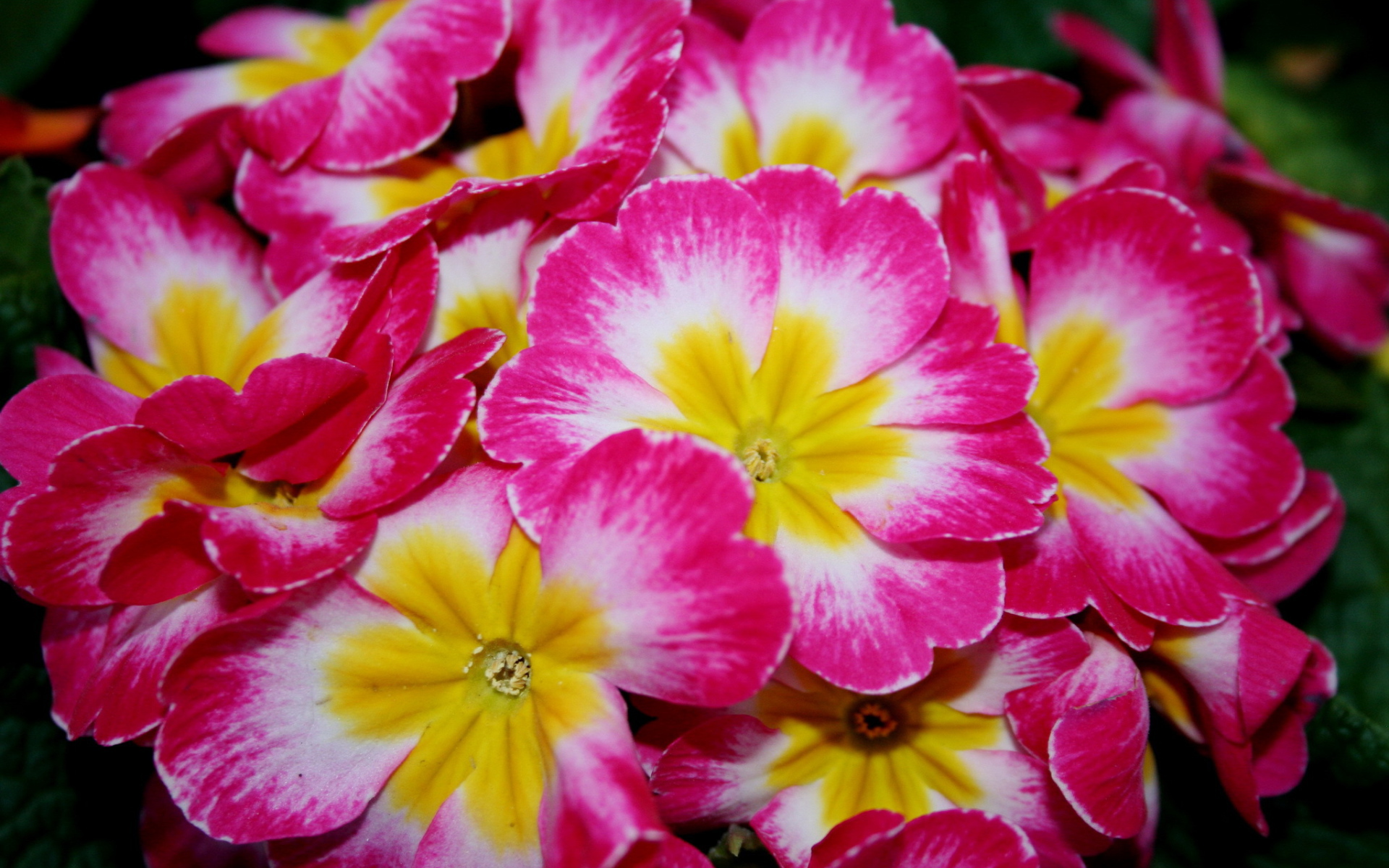 Красивые цветы примула на клумбе в саду