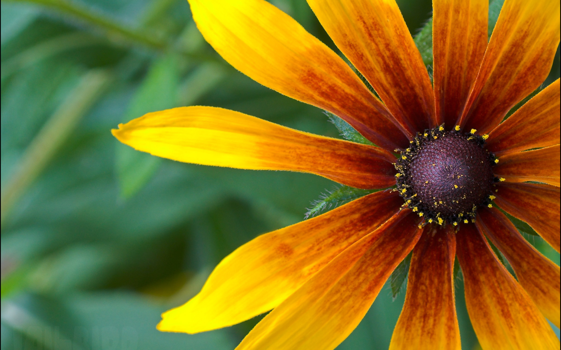 Красивые цветы рудбекия