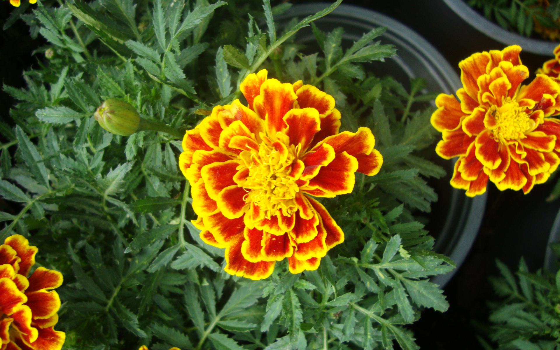 Красивые цветы венидиум (астровые) в парке