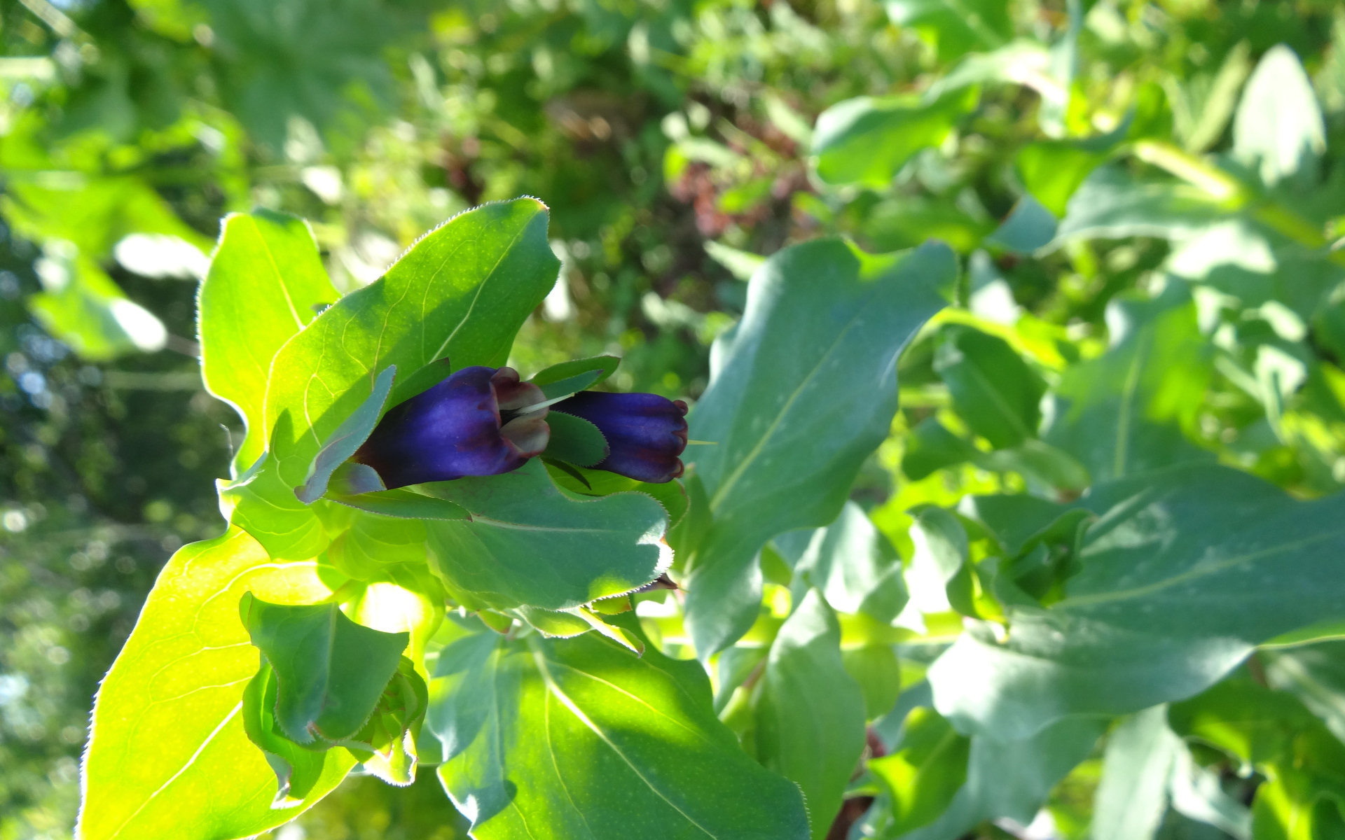 Красивый восковник на дачном участке