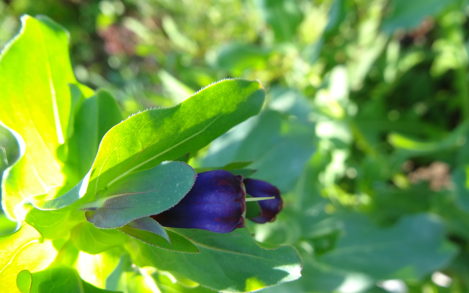 Красивый восковник в саду