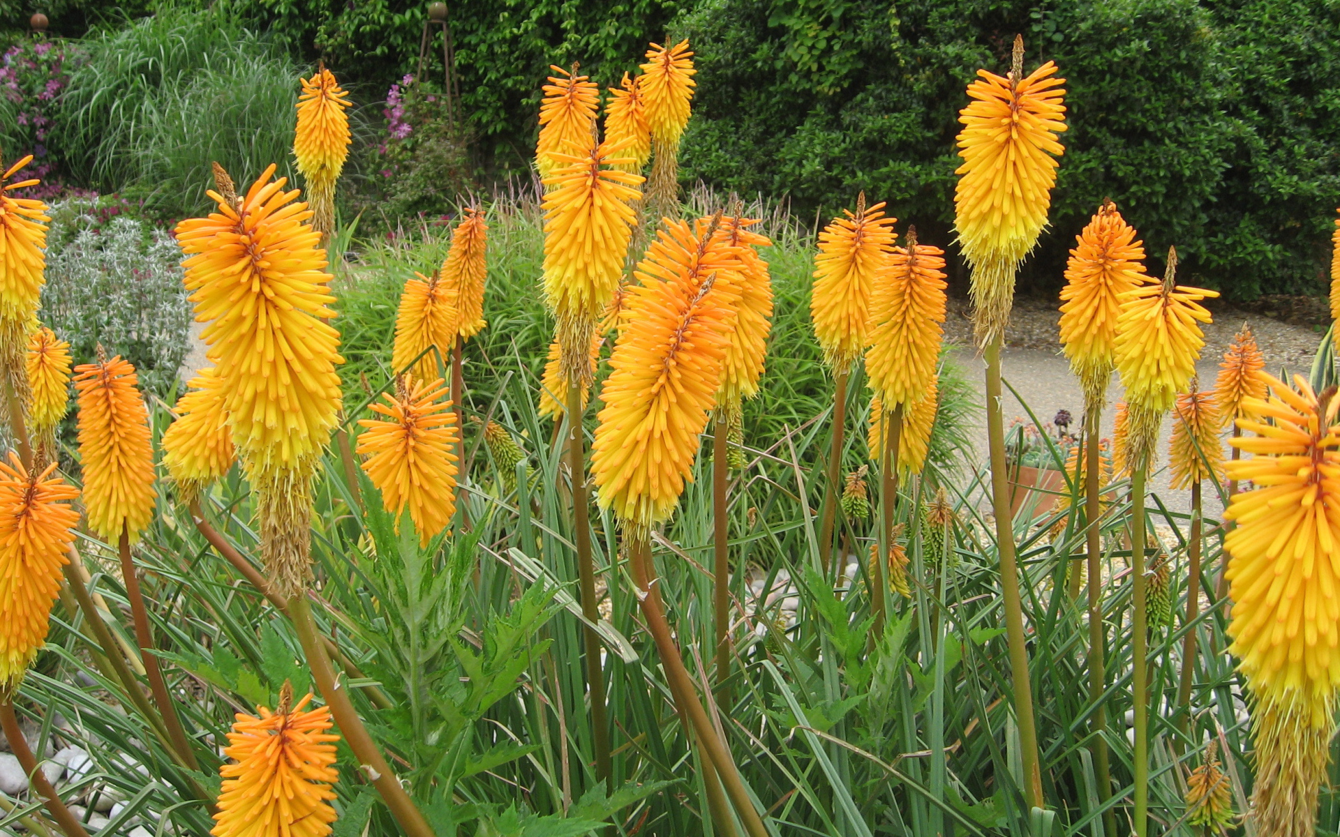 Красивая кникофия в саду