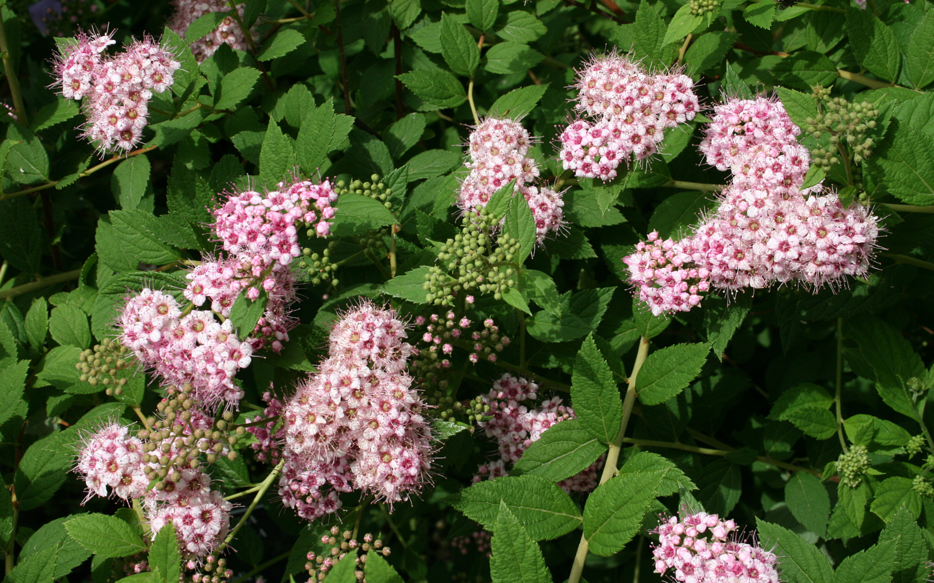 Красивая спирея в саду