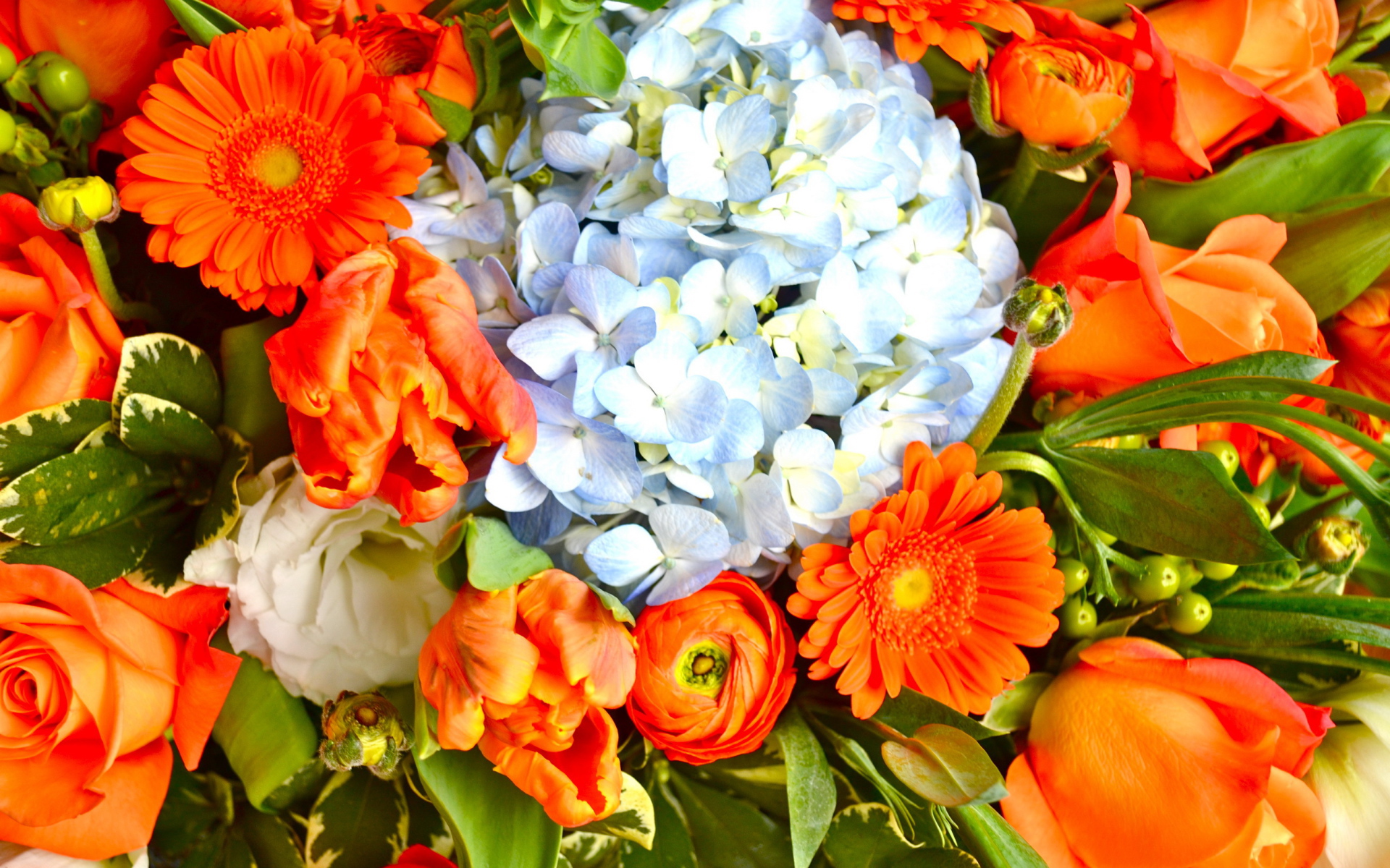 Красивые цветы гербера в парке