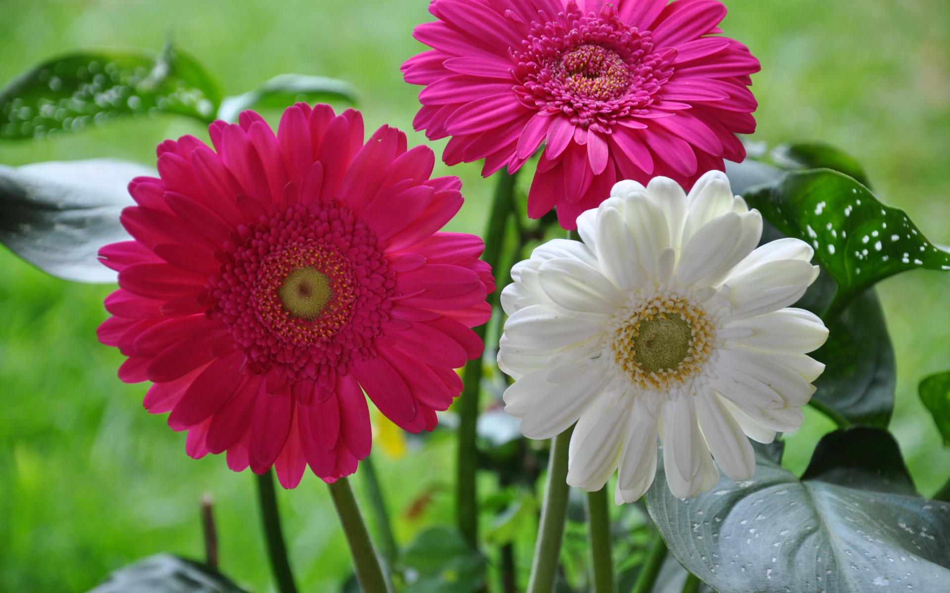 Красивая гербера на дачном участке