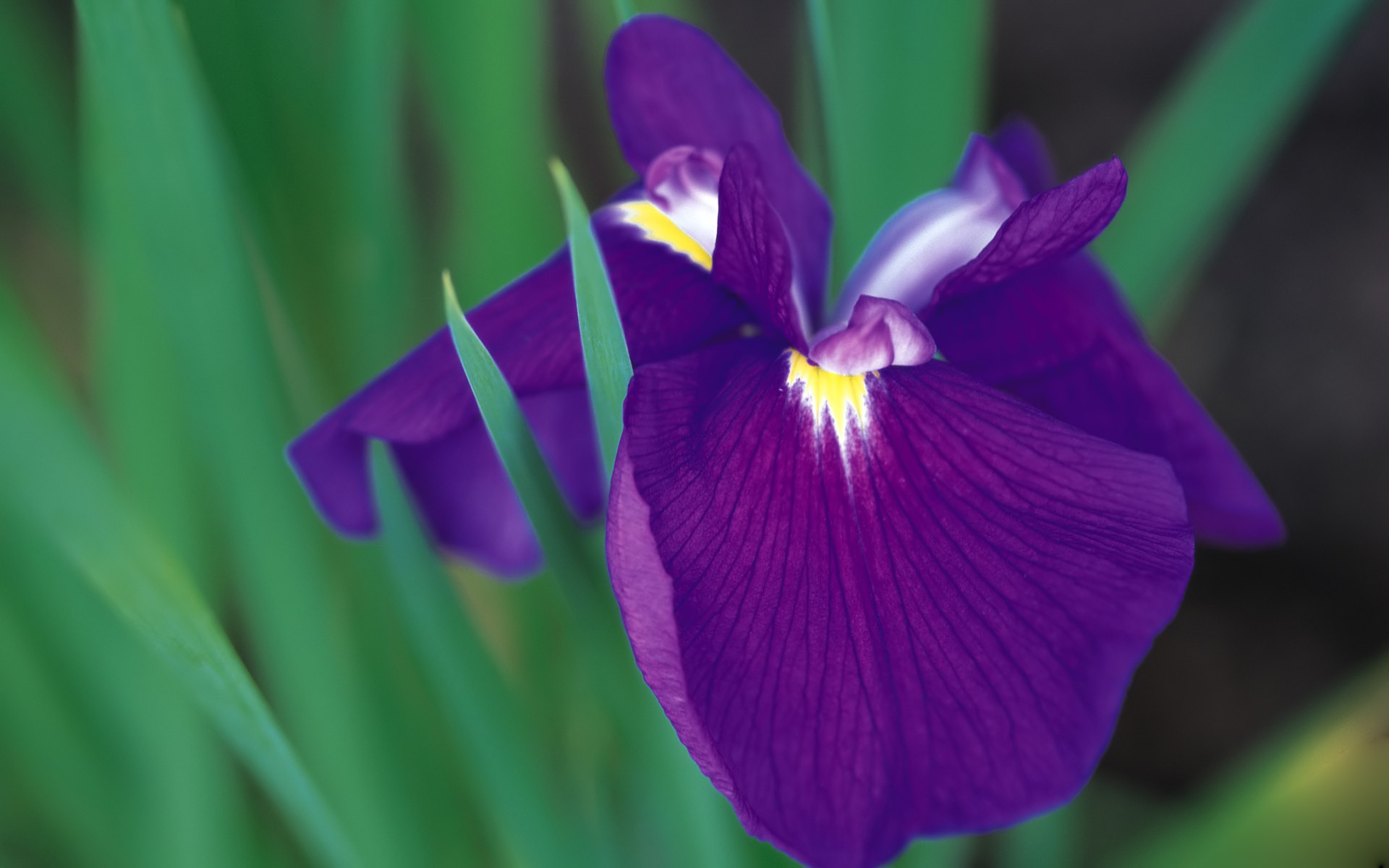 Красивый цветок ирис