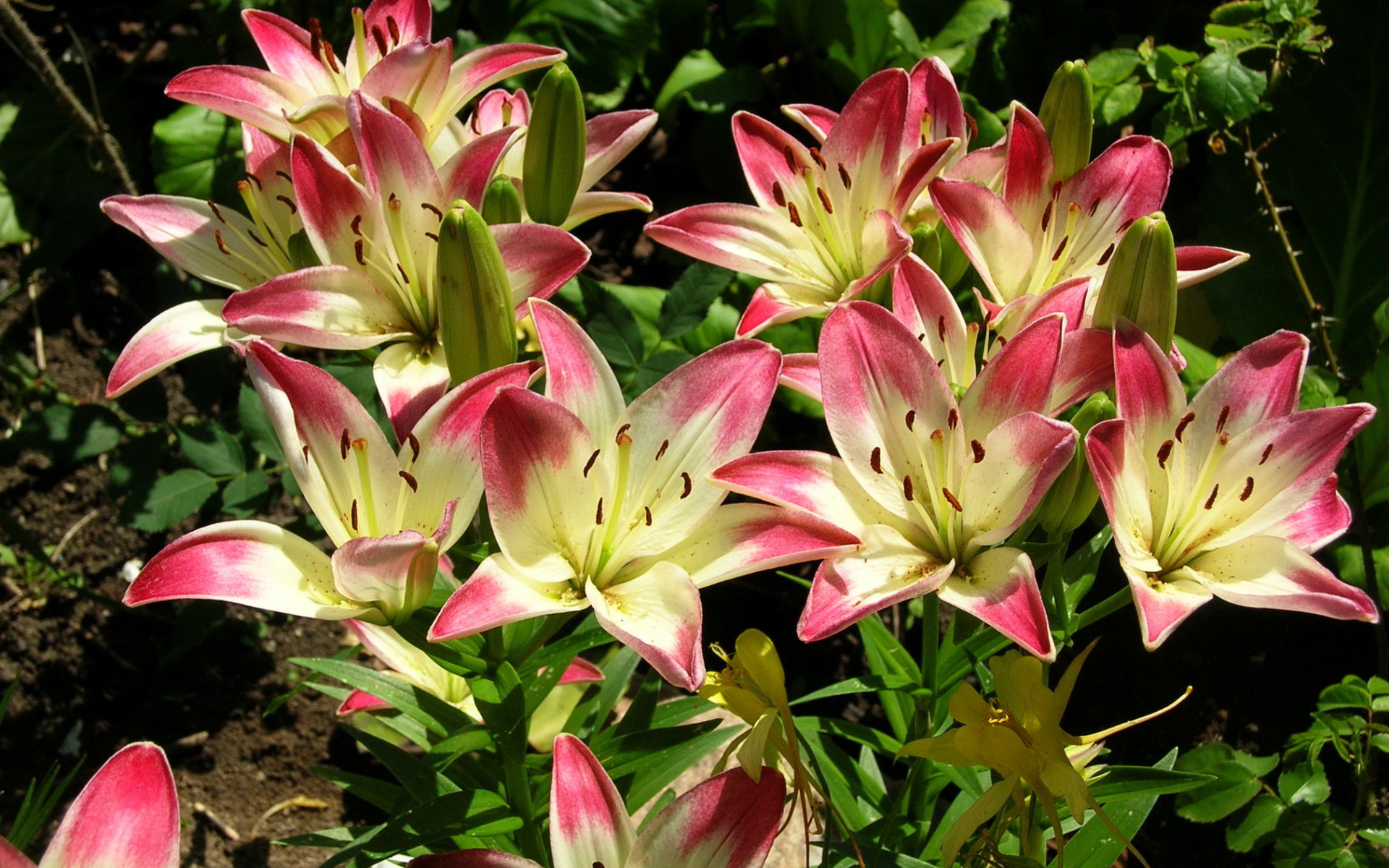 Красивая лилия в саду