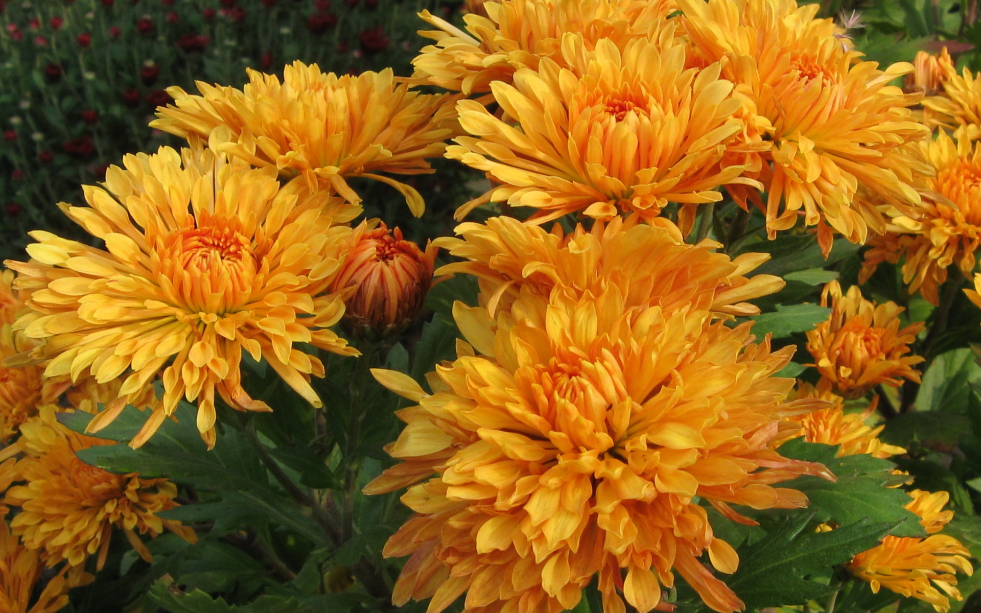 Красивые оранжевые цветы хризантема