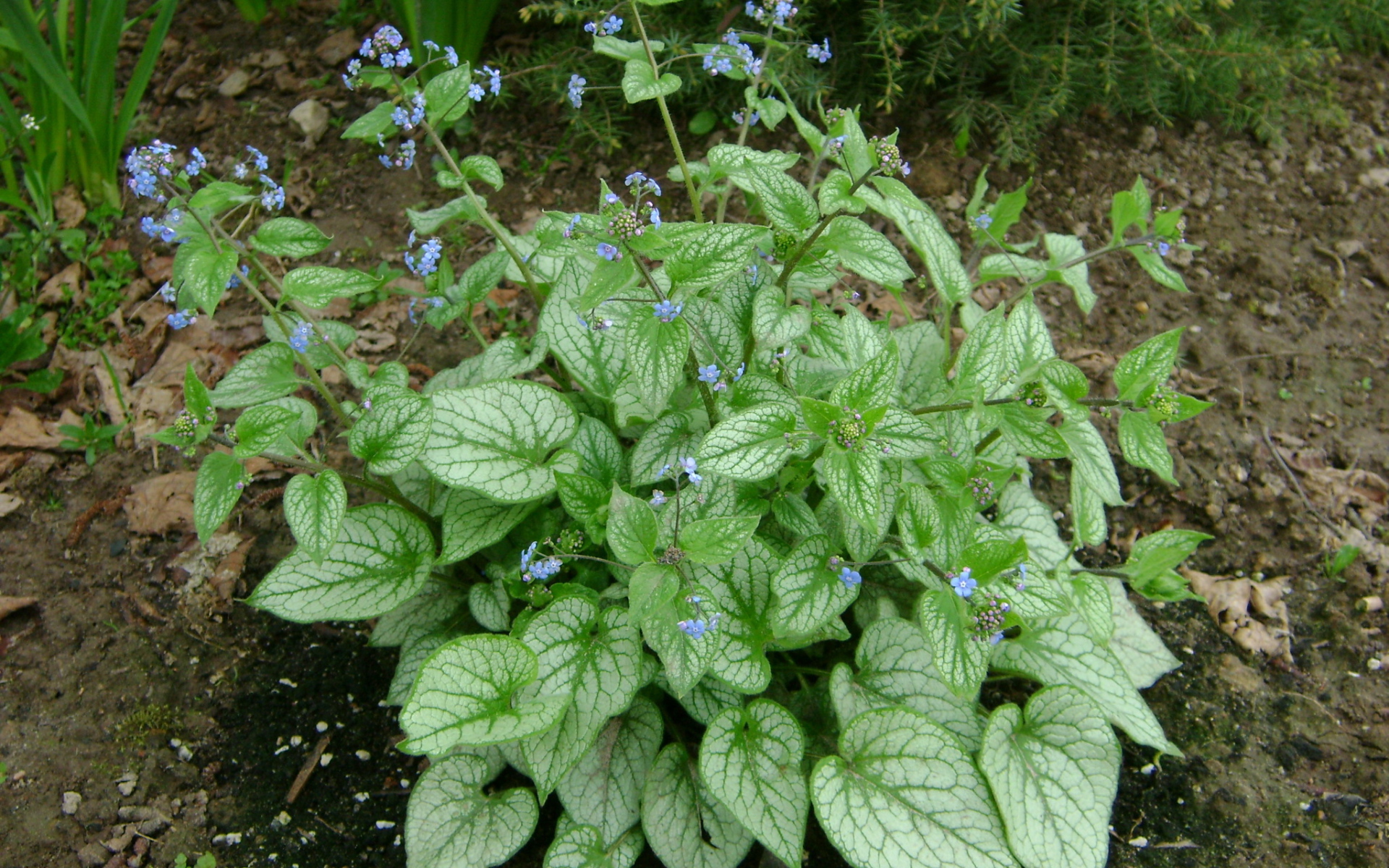 Красивое растение бруннера