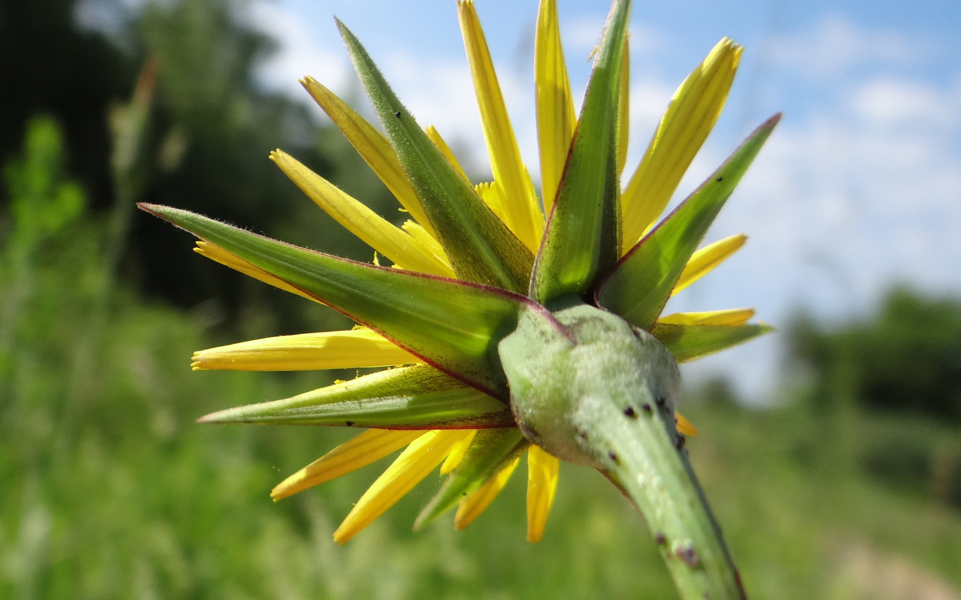 Красивый козлобородник (большой одуванчик) на дачном участке