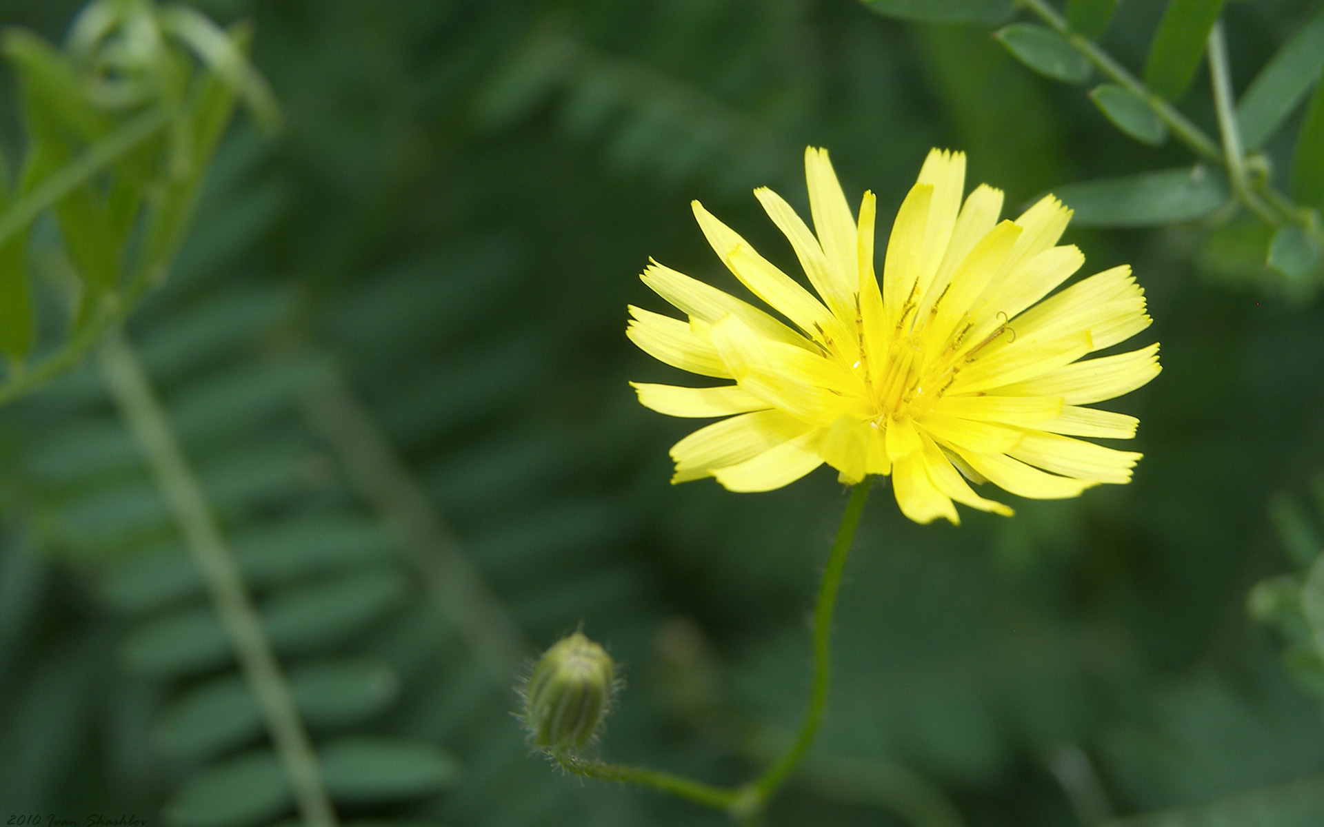 Красивый козлобородник (большой одуванчик) в саду