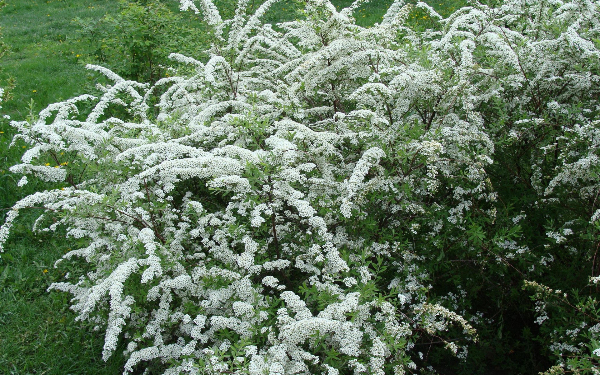 Красивая спирея на дачном участке