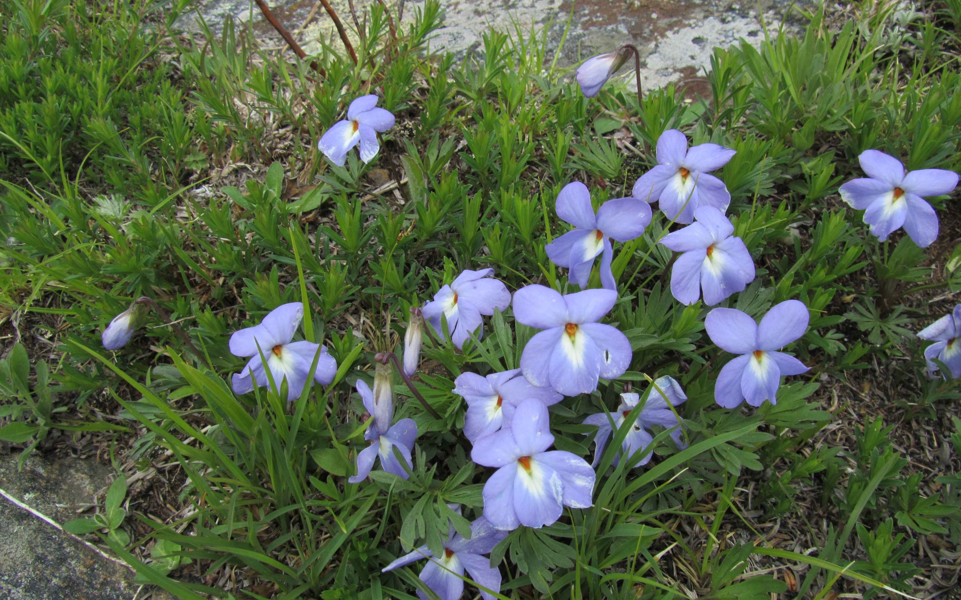 Красивые весенние виолы (фиалки, анютины глазки) на лужайке