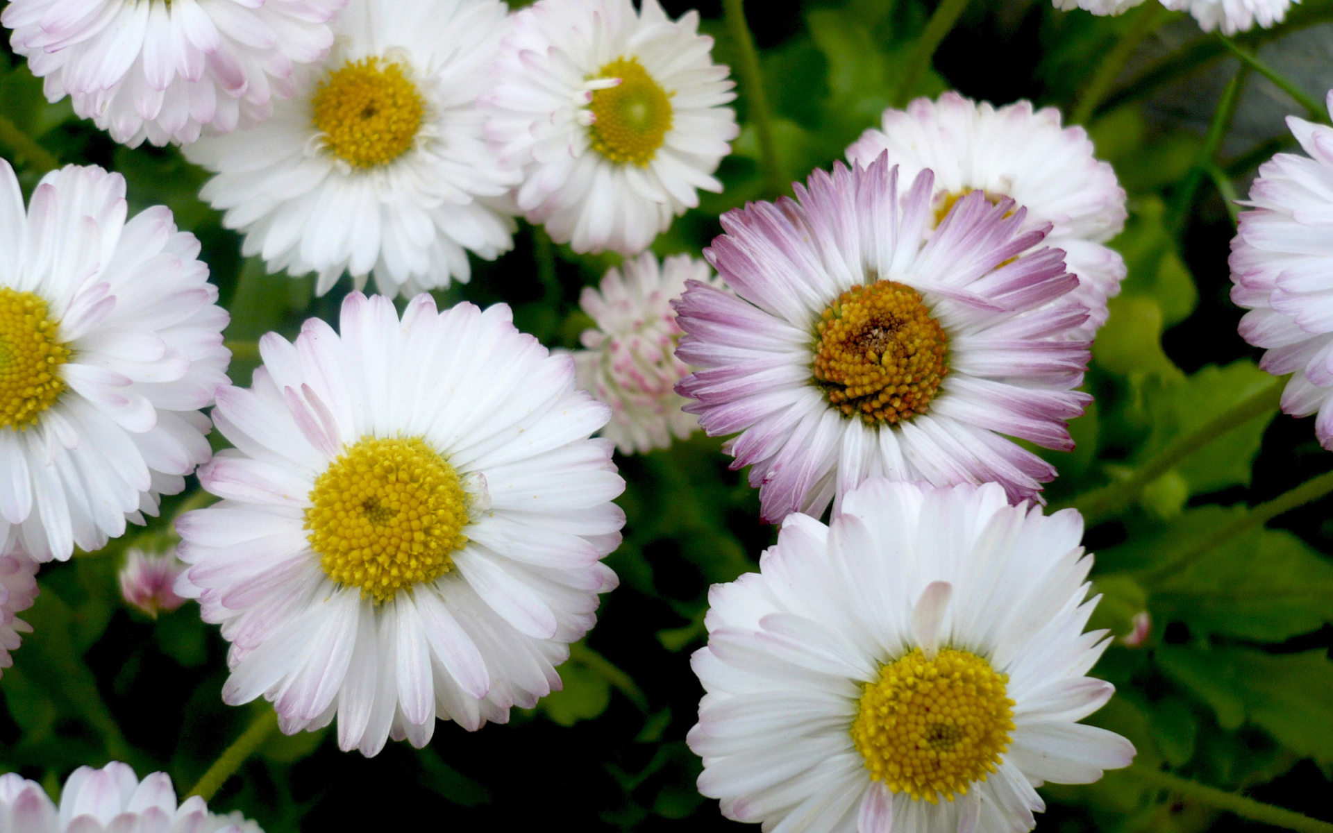 Красивые весенние маргаритки в саду