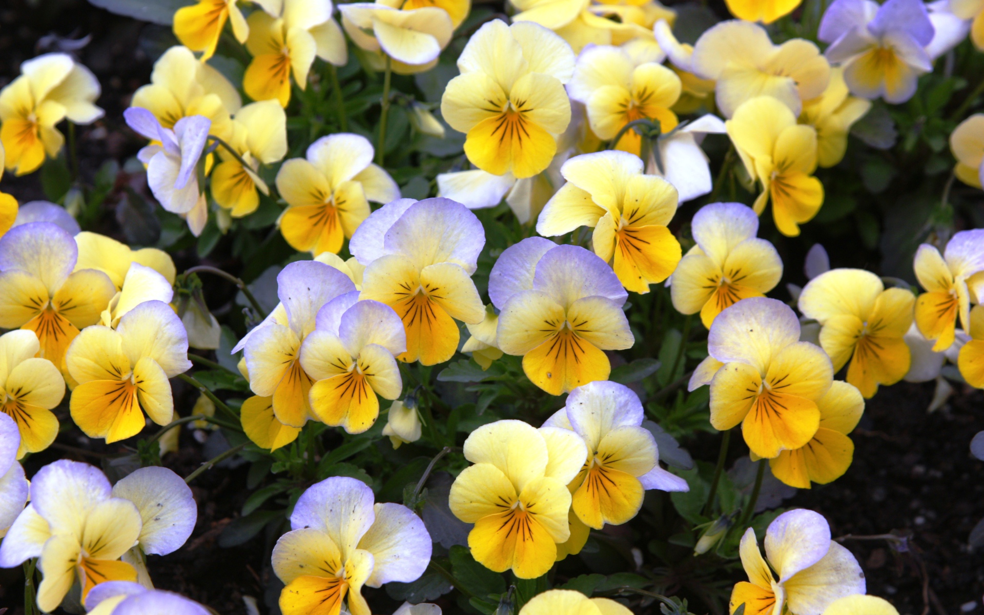 Красивые весенние желтые виолы в саду