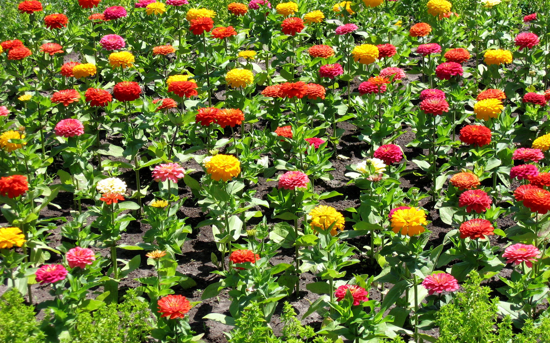 Красивая цинния (циния) на дачном участке