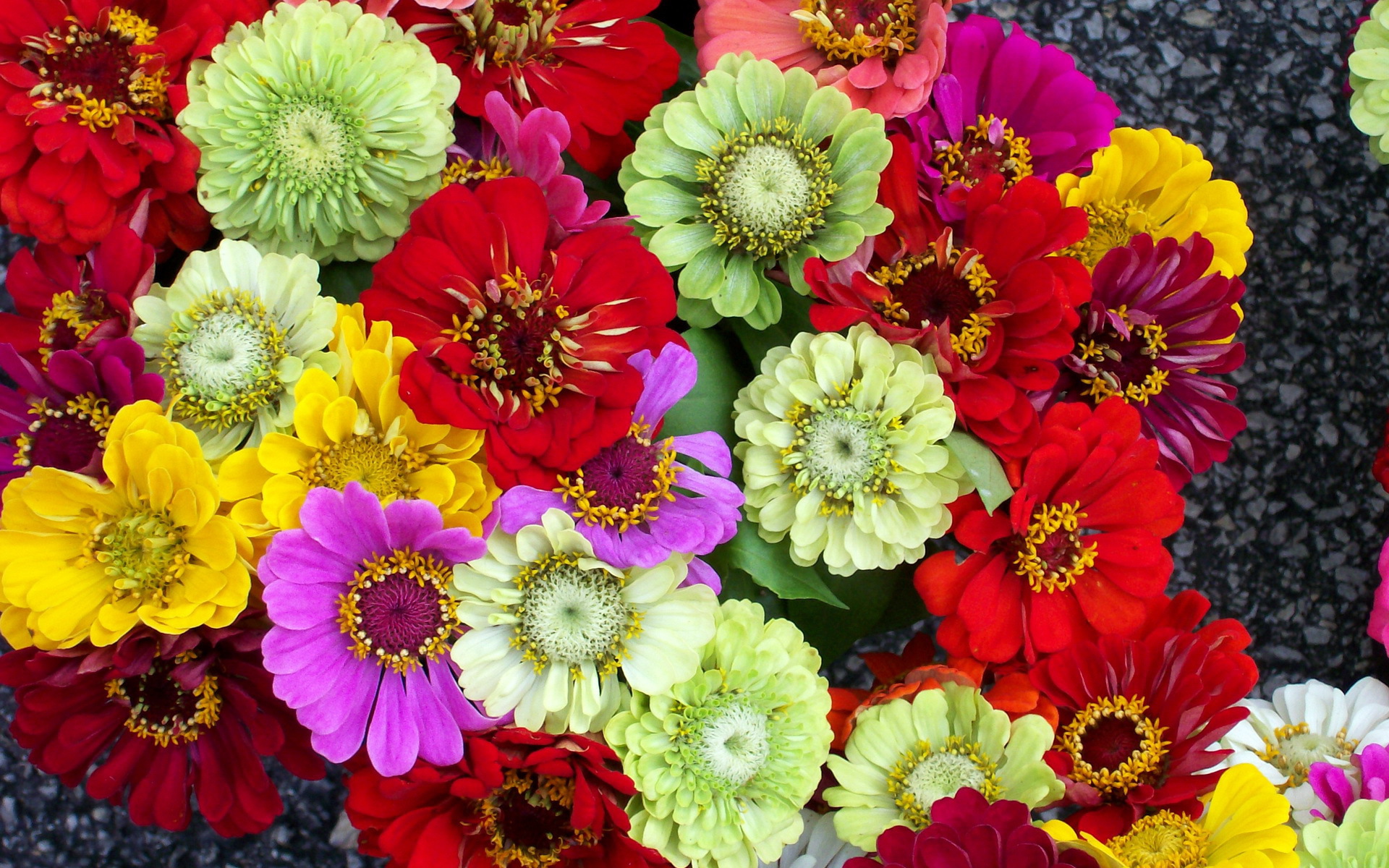 Красивая цинния в саду