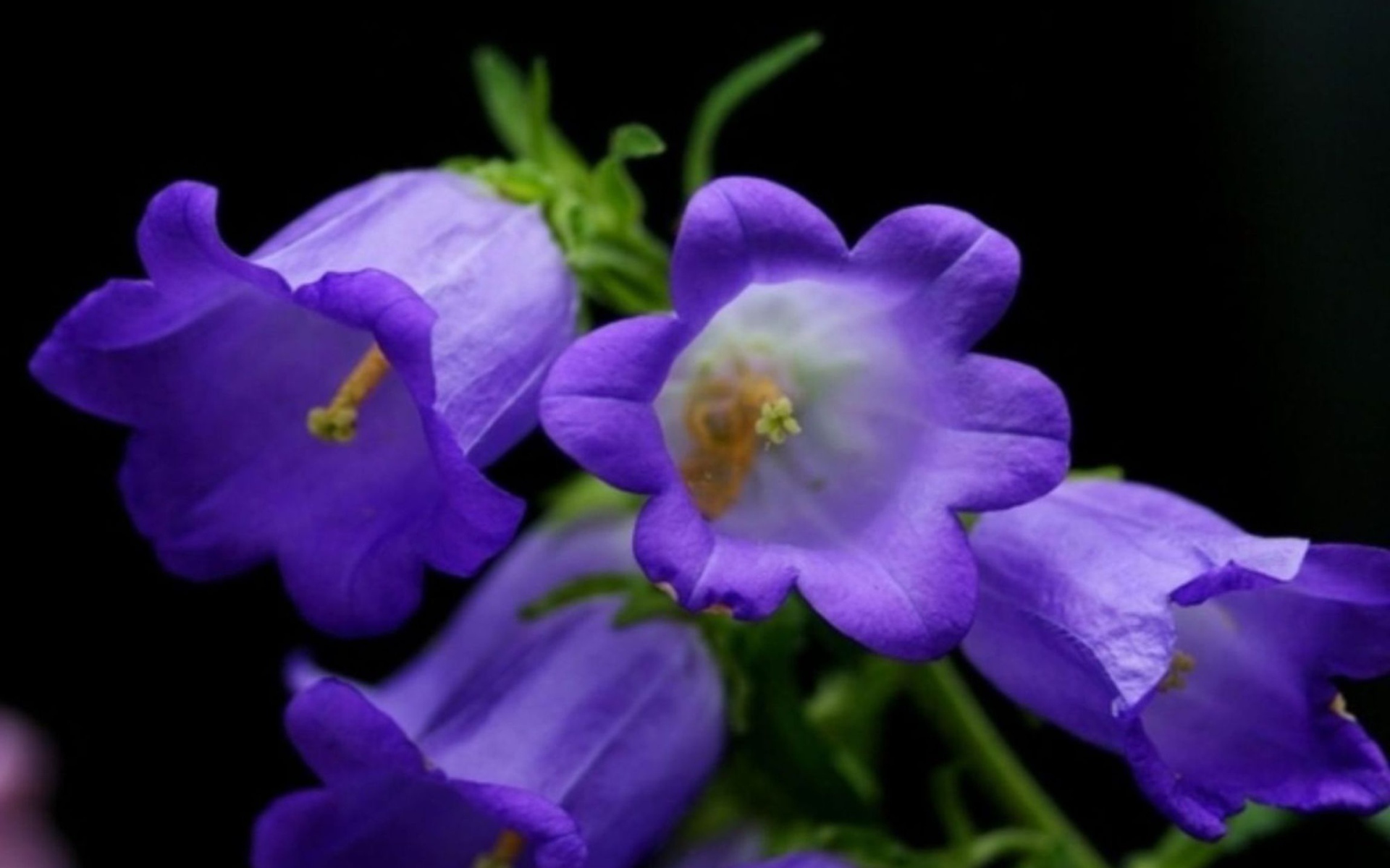 Колокольчики на черном фоне