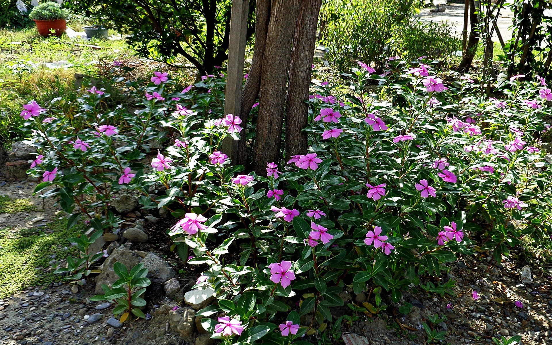Синие цветы вокруг дерева