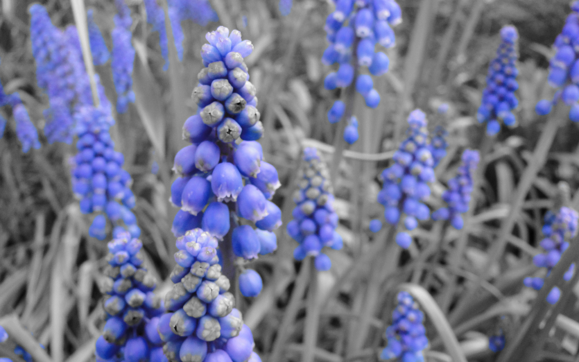 Синие колокольчики кисточкой