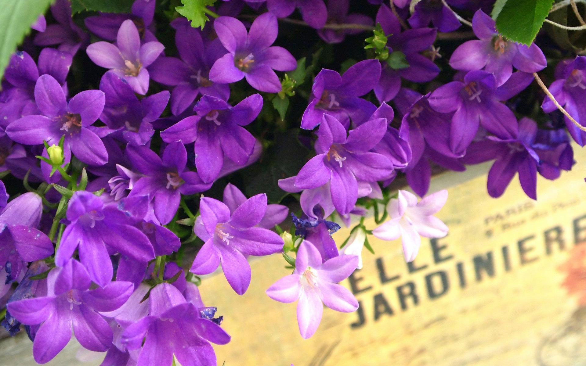 Колокольчики в ящике