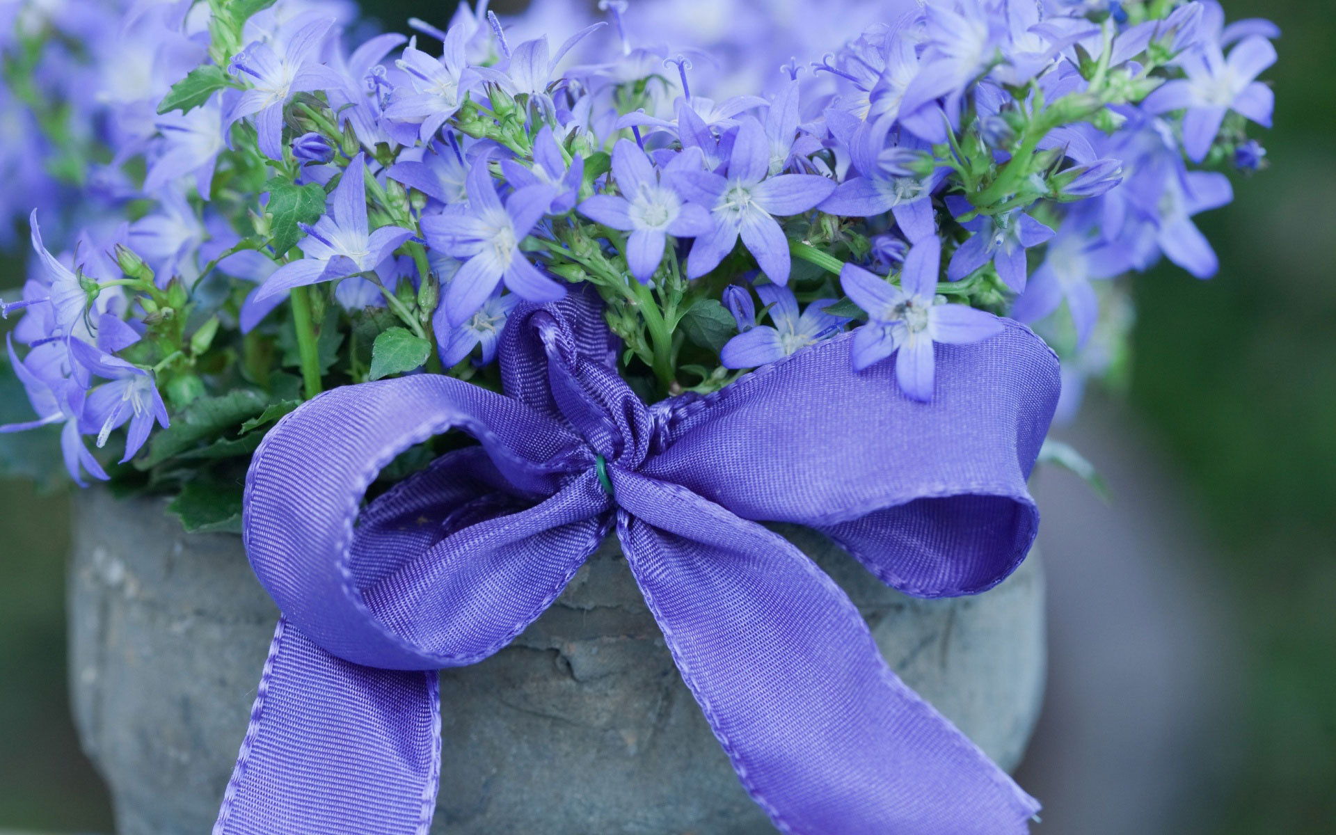 Колокольчики в горшке