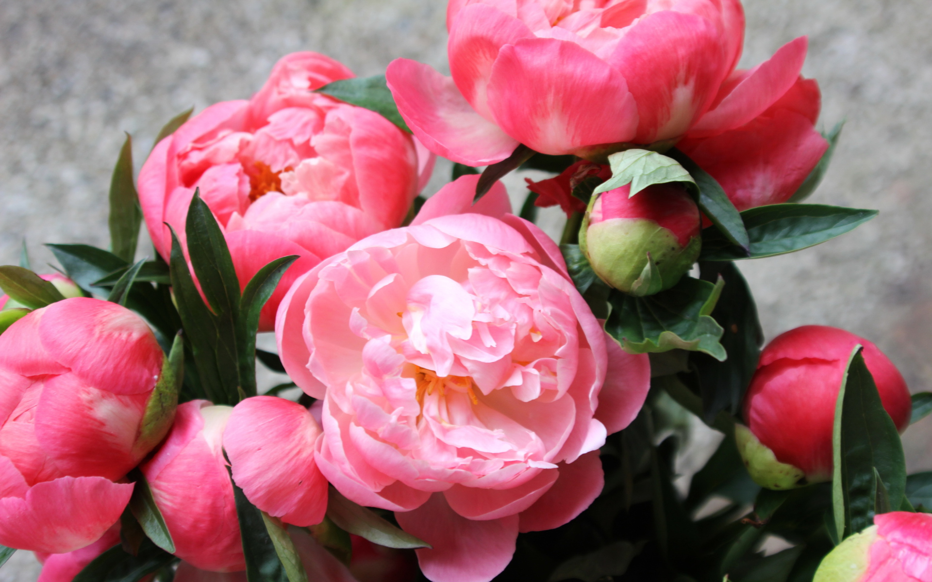 Яркие красивые цветы пионы