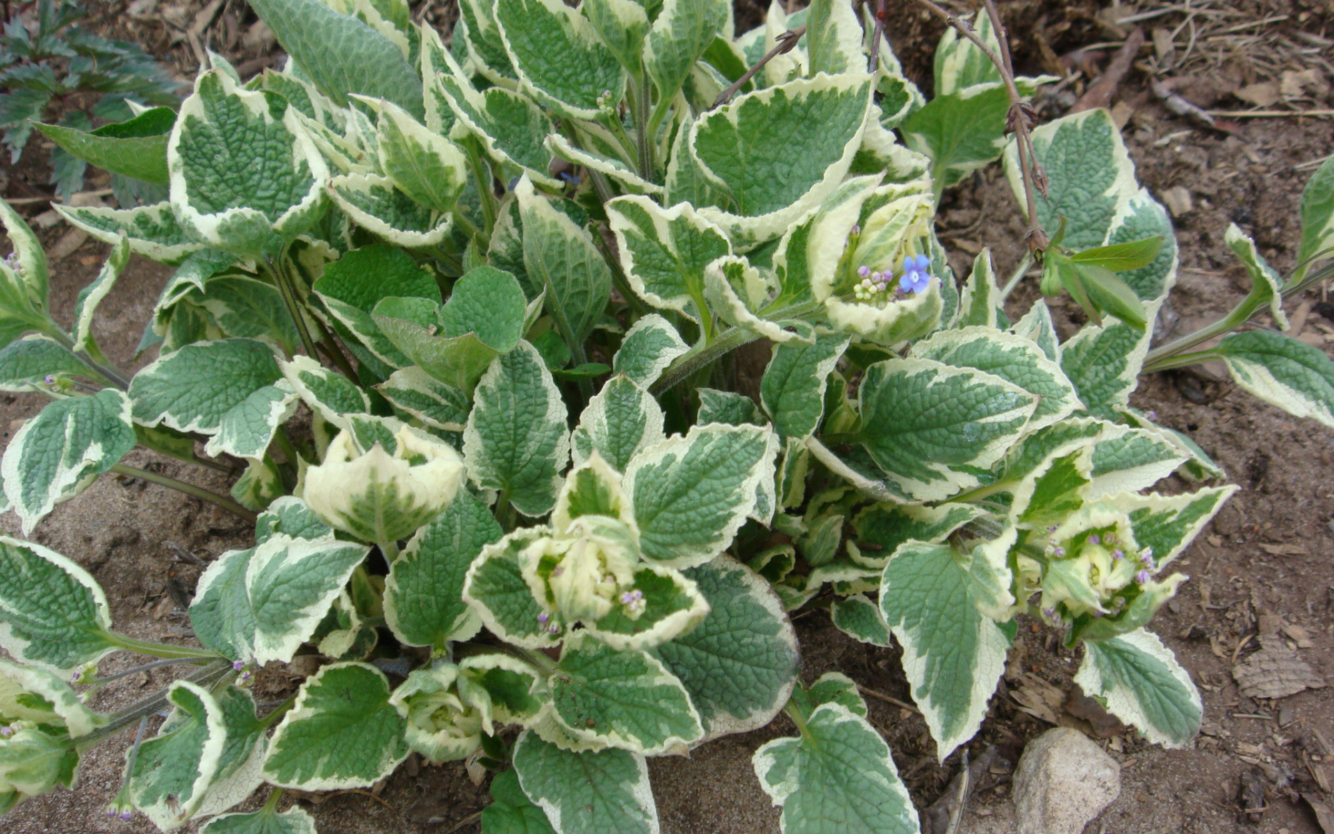 Многолетнее растение бруннера в парке