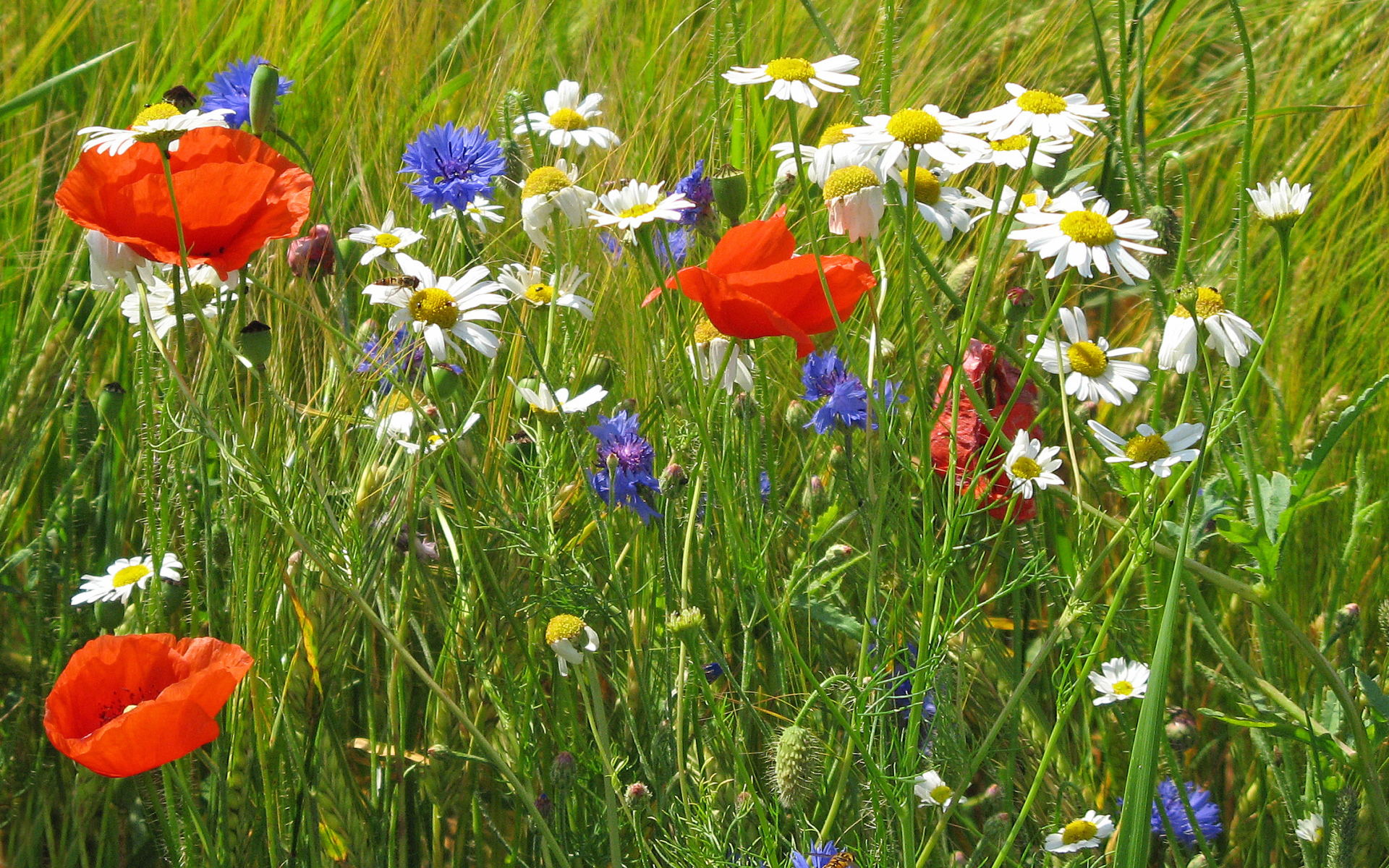 Семейка полевых цветов