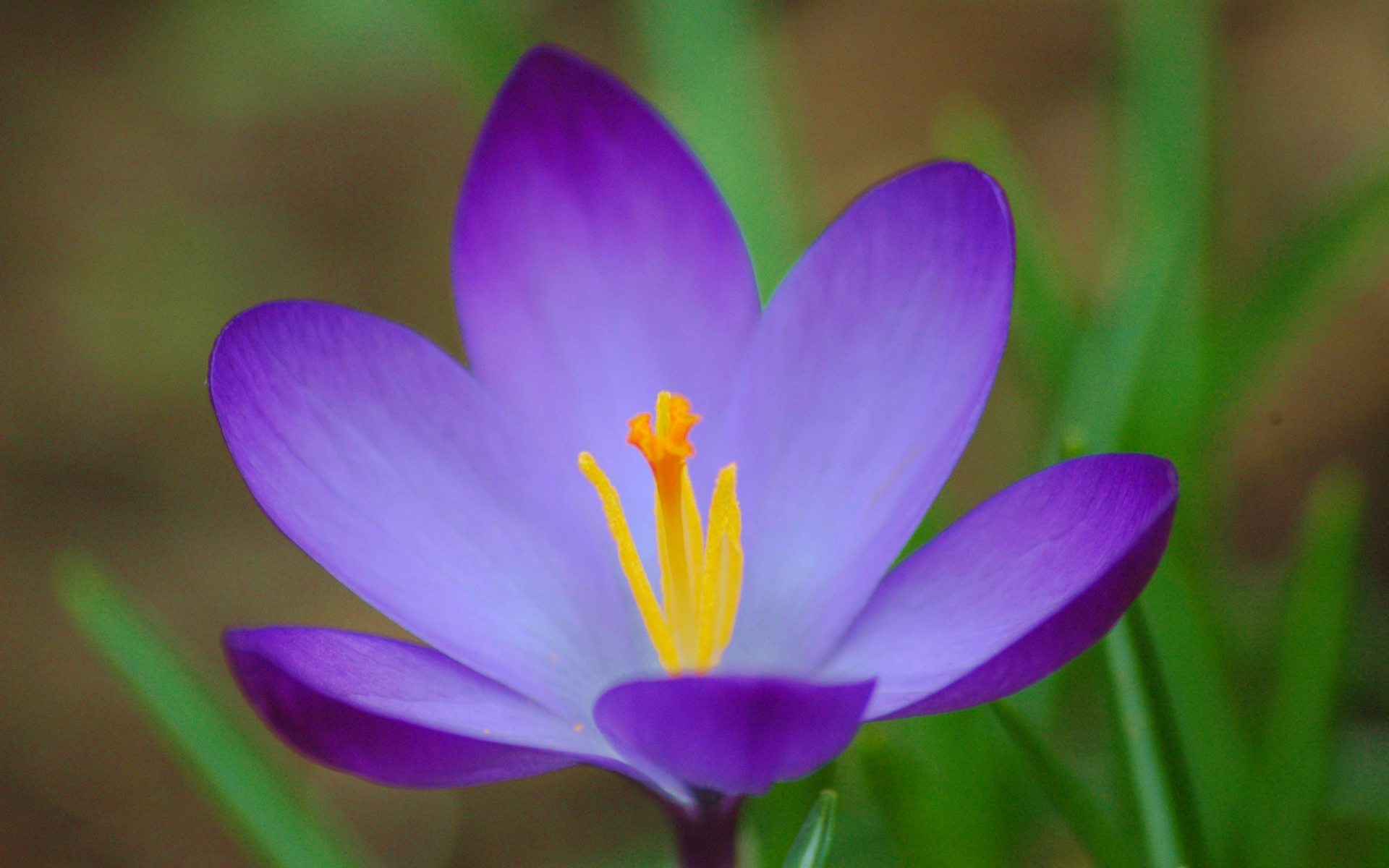 Цветок шафран (крокус) на поляне