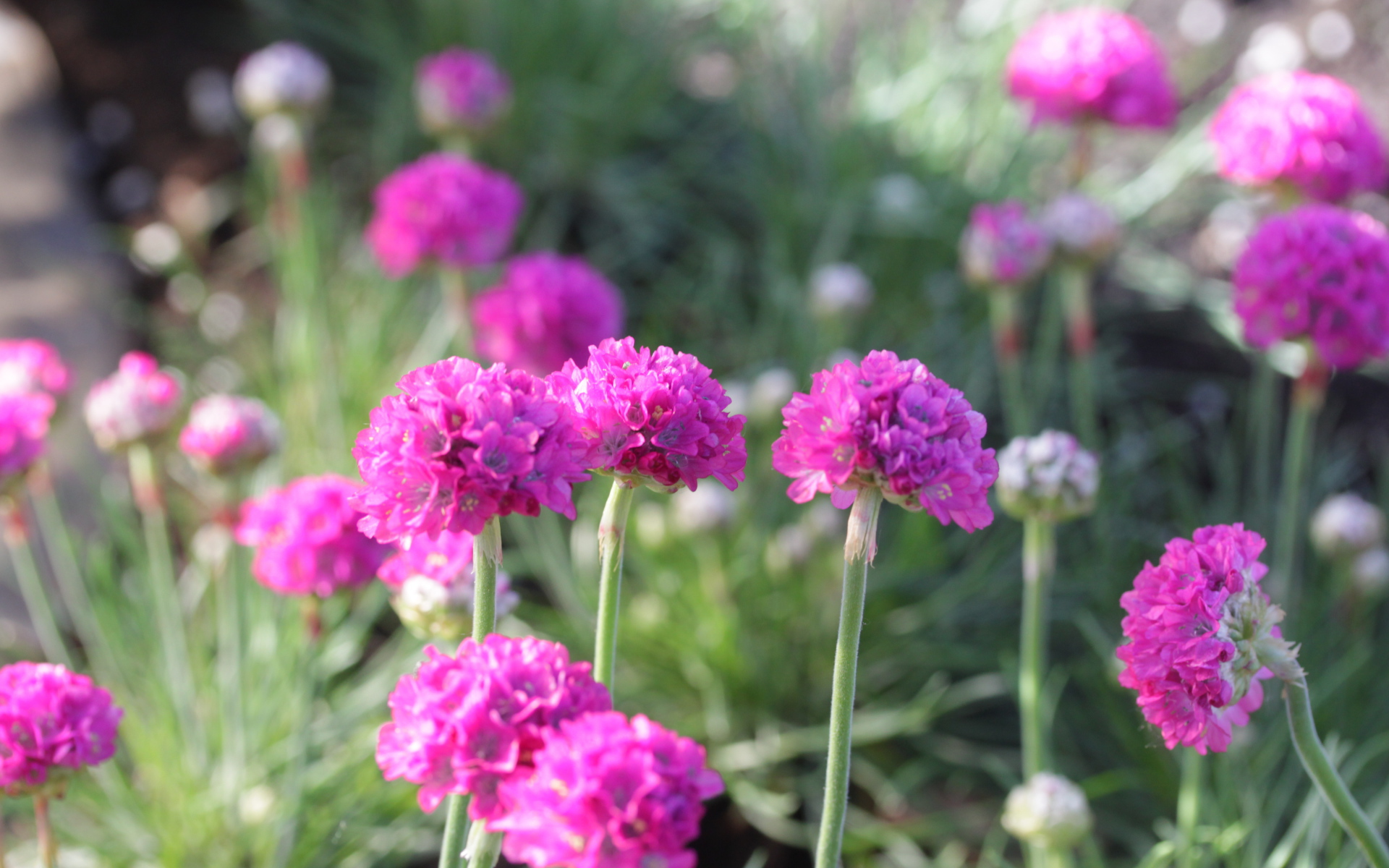 Выращивание цветов армерия в саду