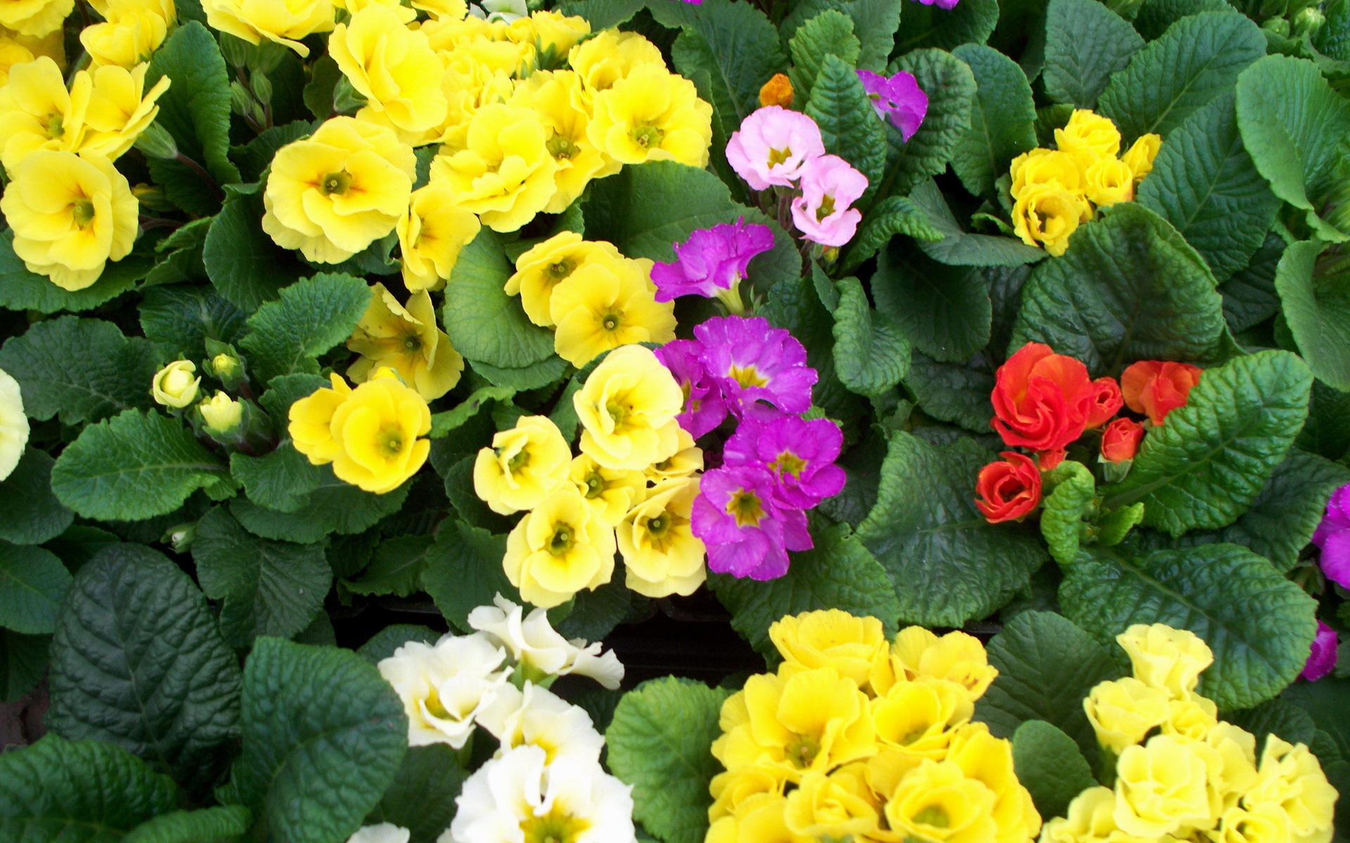 Садовые цветы примула на дачном участке