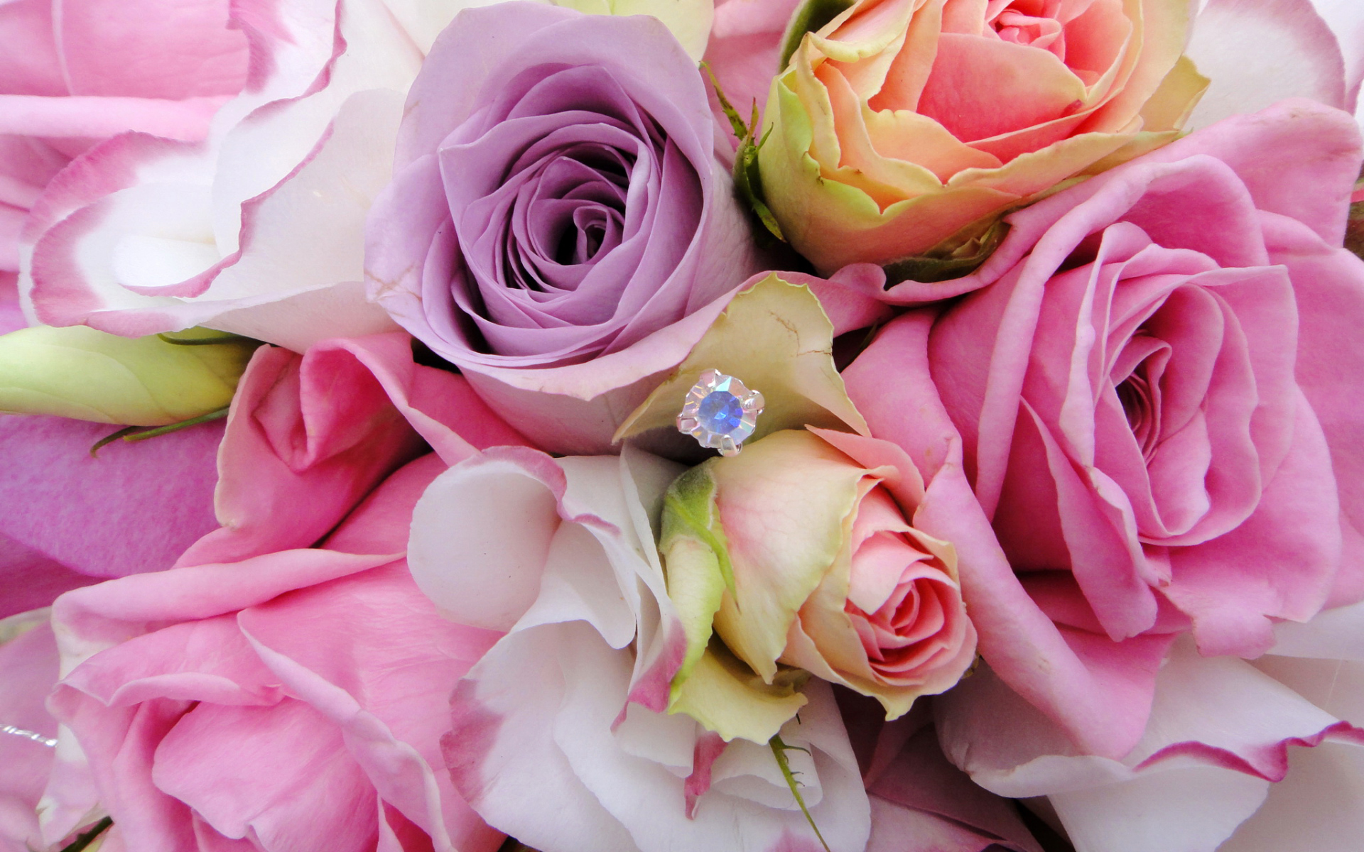 Садовые цветы эустома (ирландская роза) на дачном участке