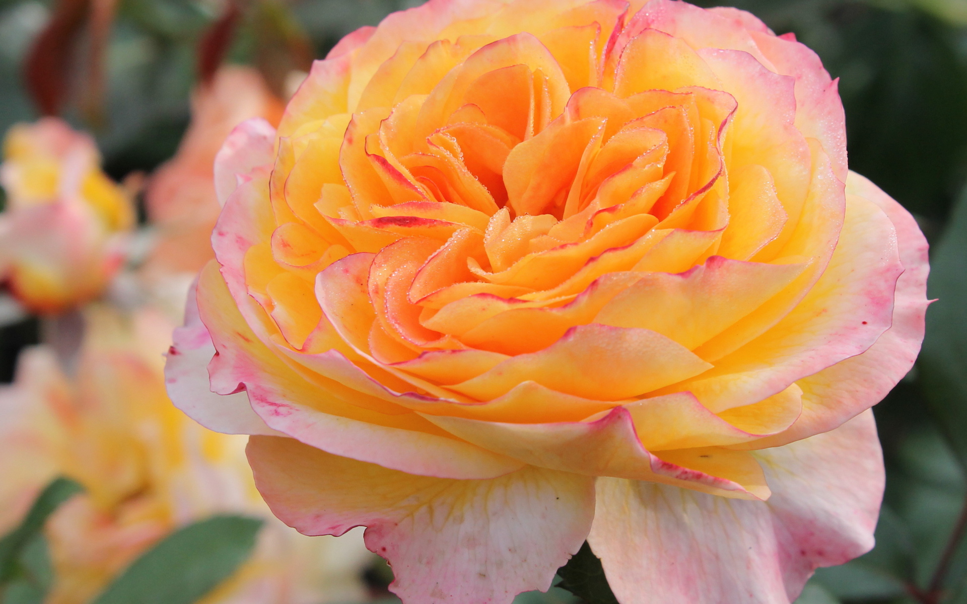 Садовые цветы кустарниковые розы на дачном участке