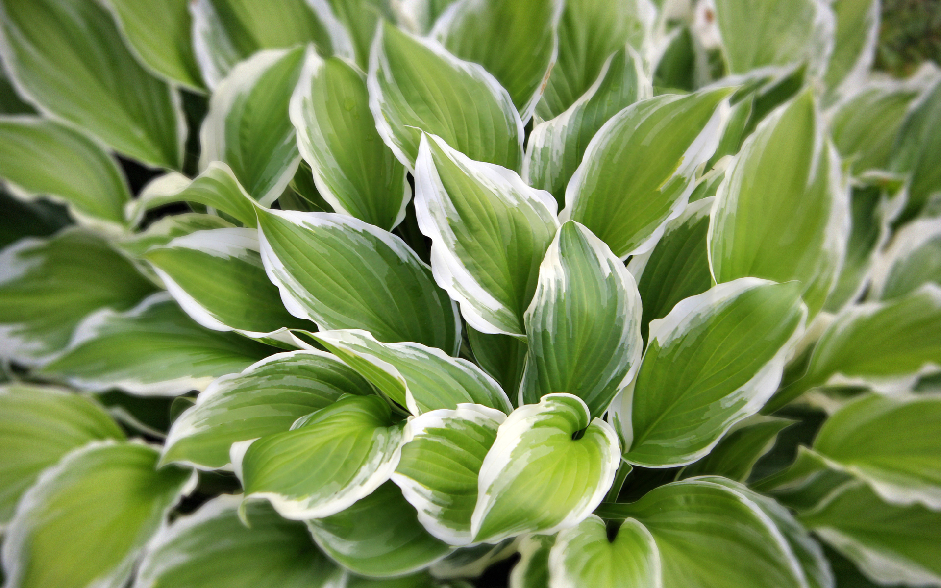 Садовое растение хоста на дачном участке