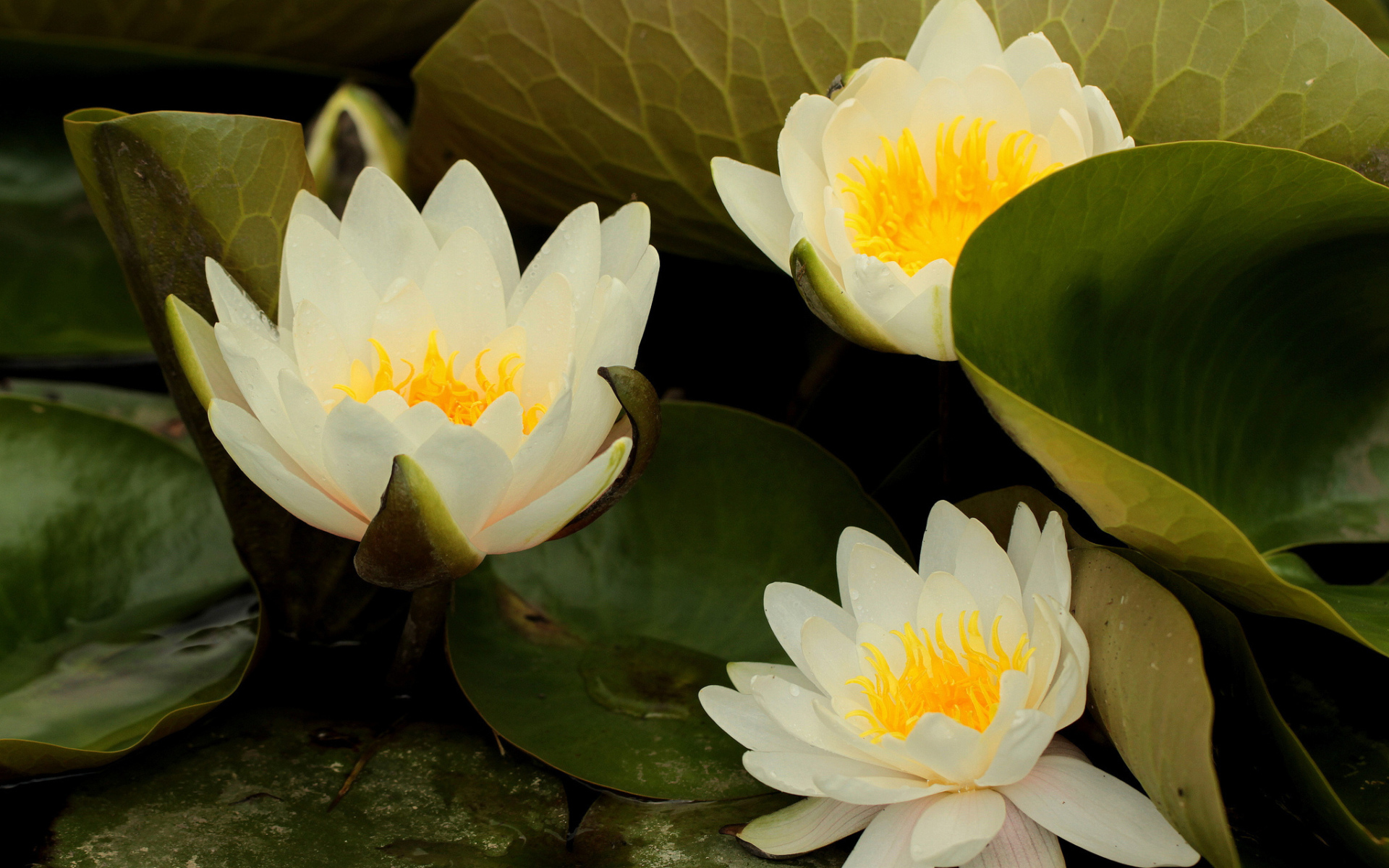 Выращивание цветов лилия на дачном участке