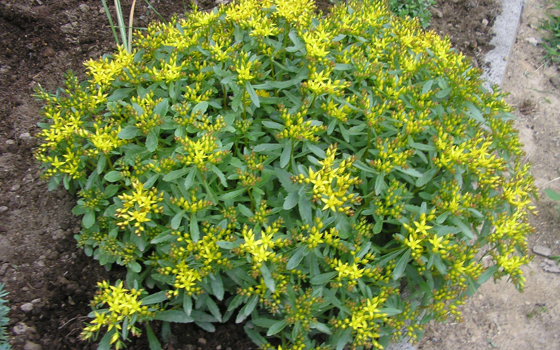 Выращивание седум в саду