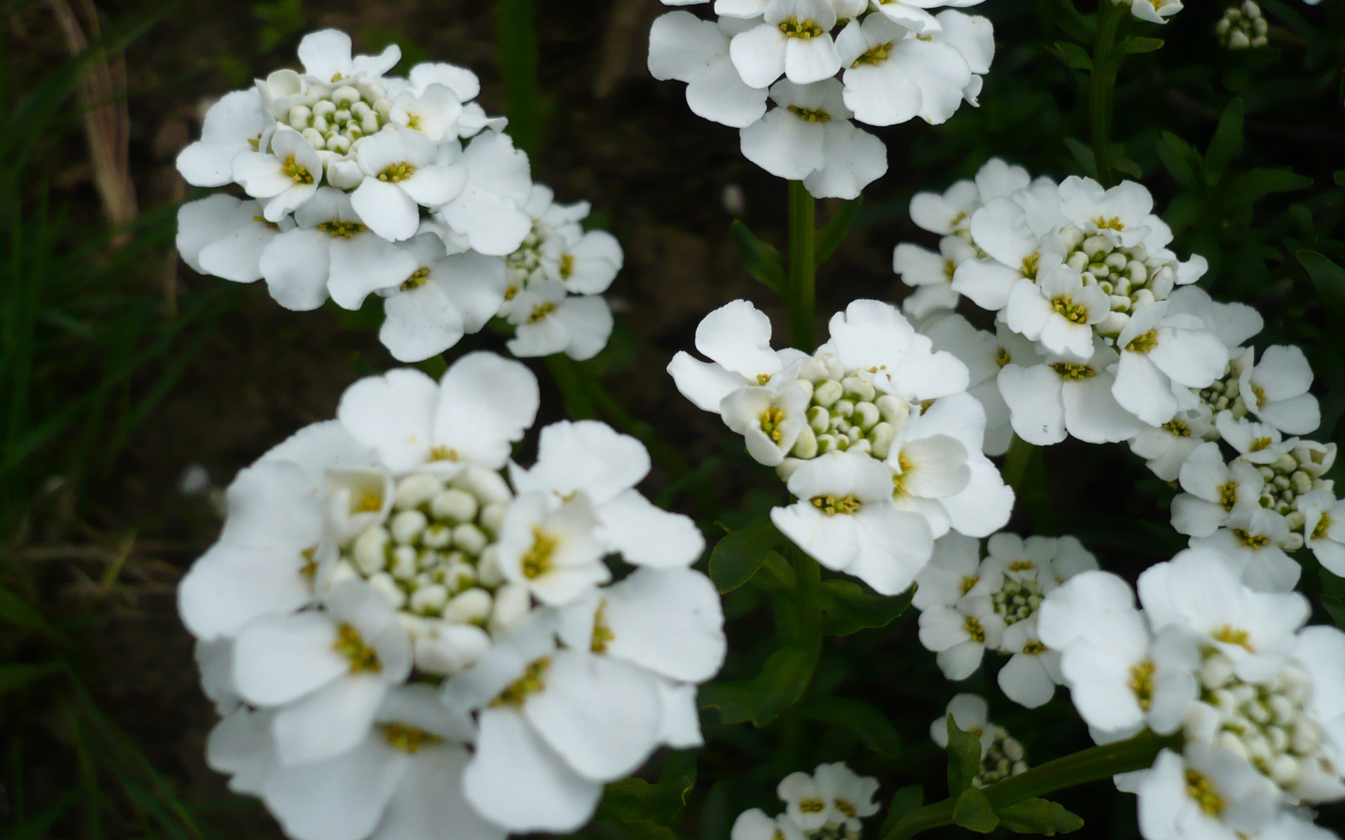 Красивые цветы иберис в саду