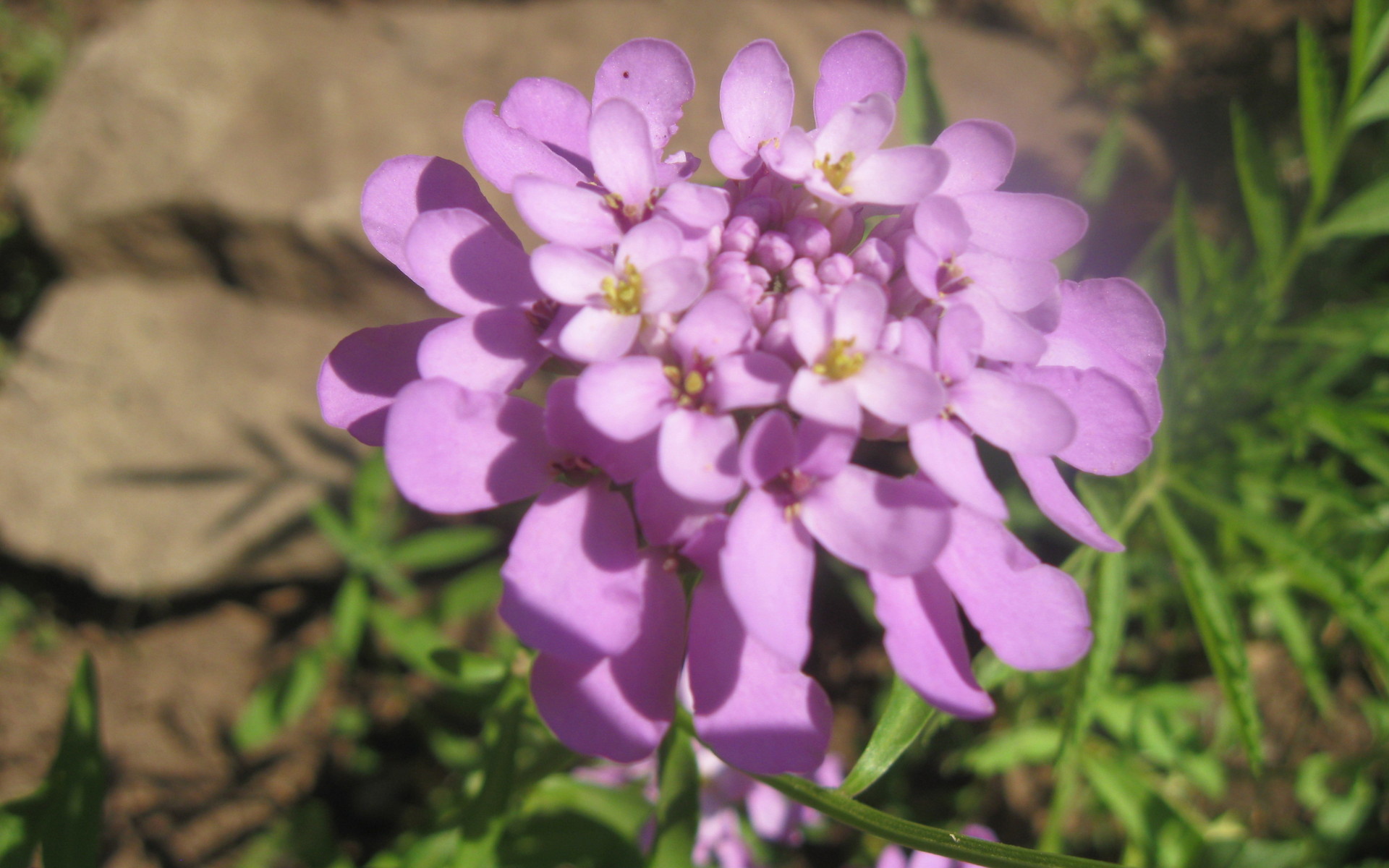 Выращивание цветов иберис в саду
