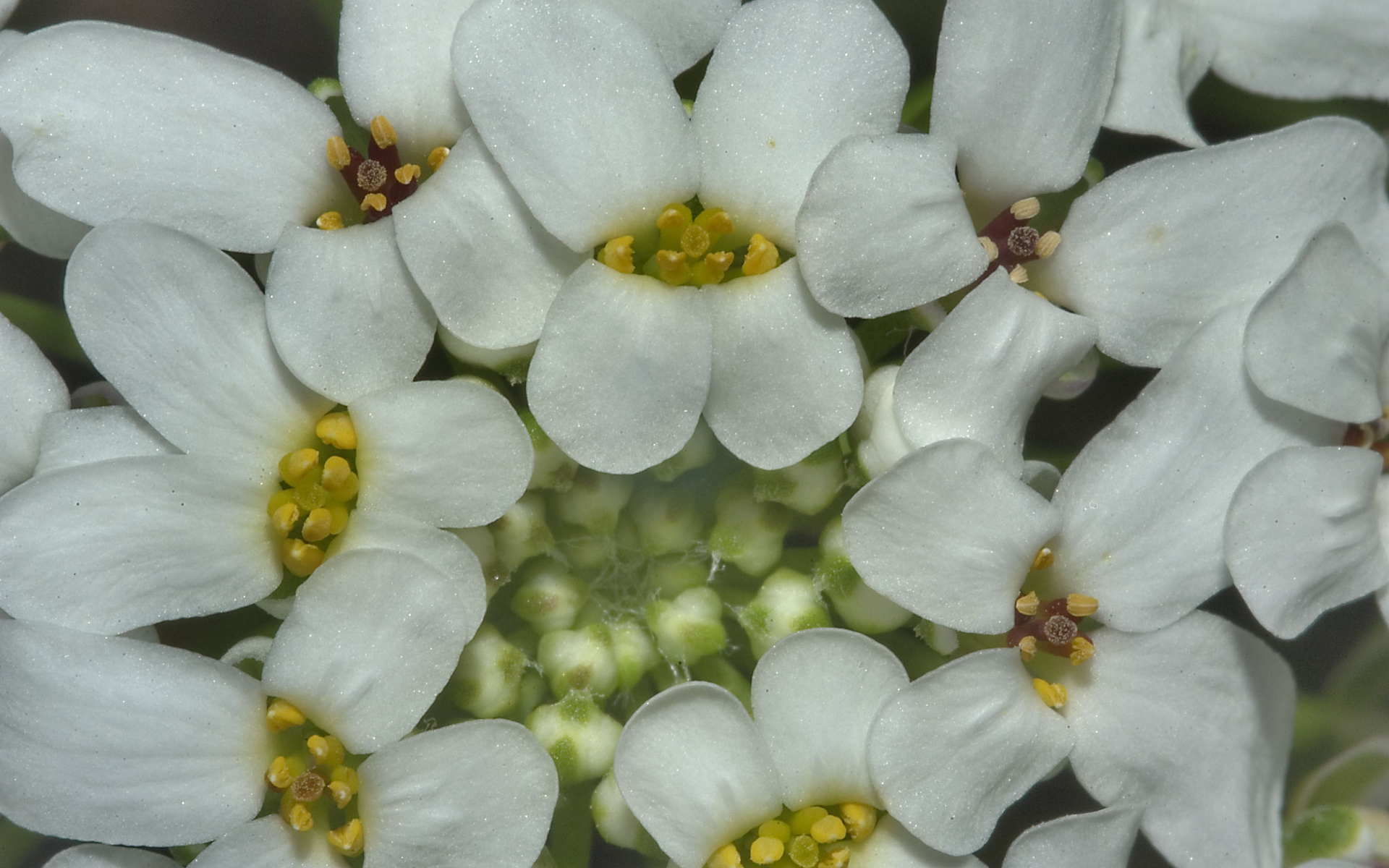 Садовые цветы иберис на дачном участке