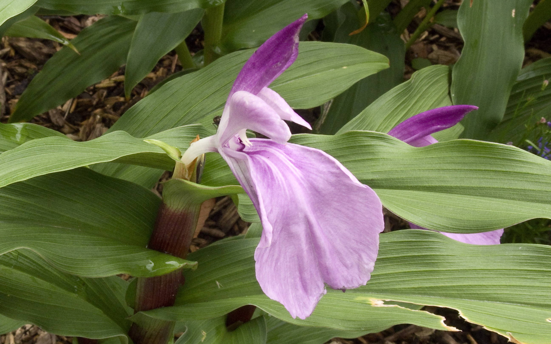 На поляне красивый цветок роскоя