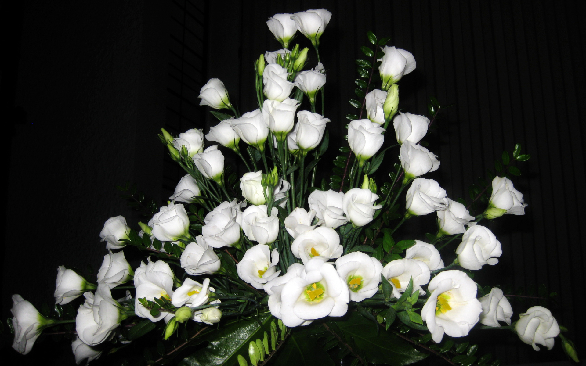 На поляне красивые цветы эустома (ирландская роза) 