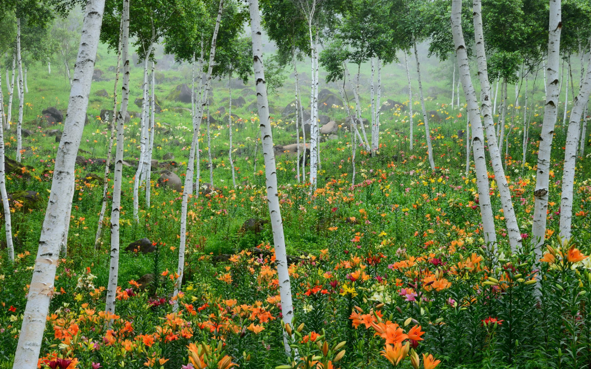 В лесу красивые цветы лилия