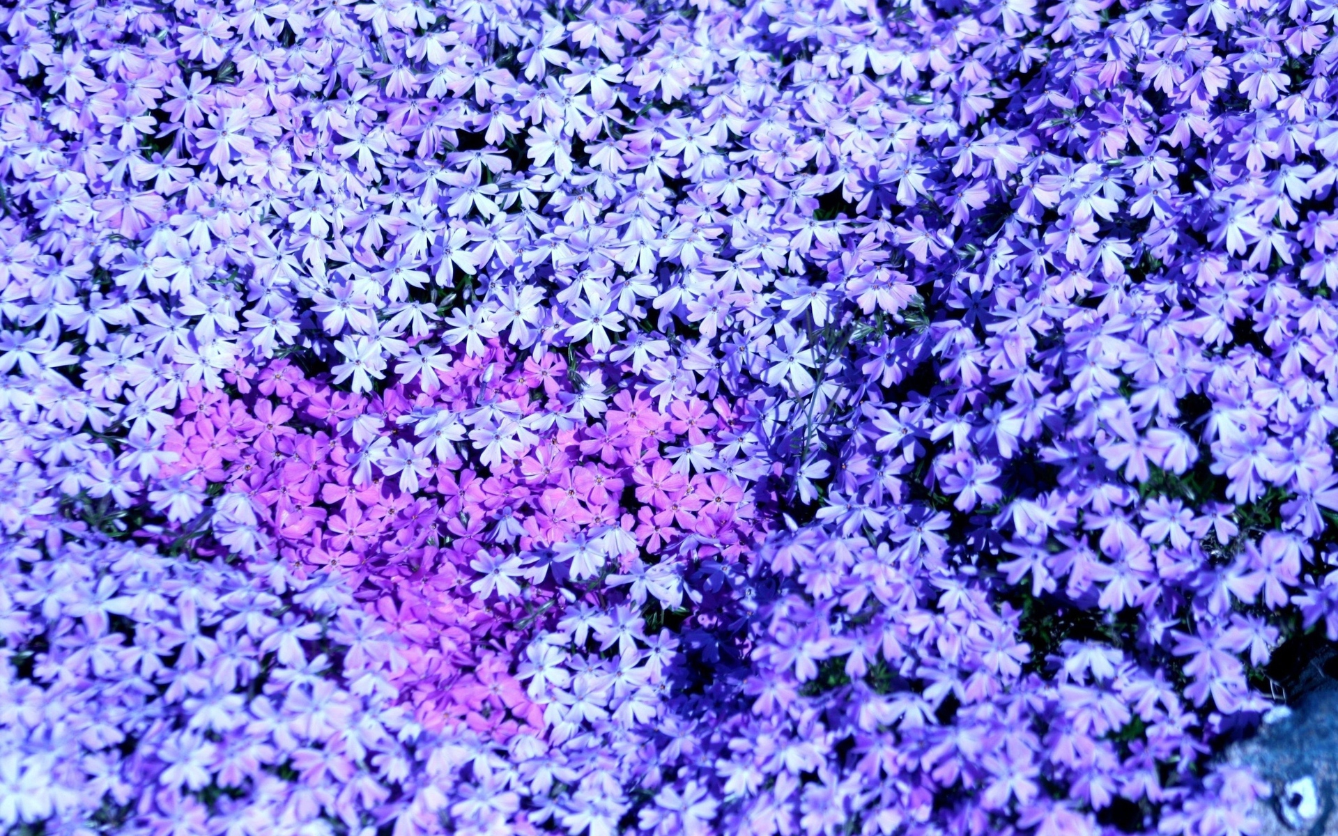 В лесу красивые цветы флокс